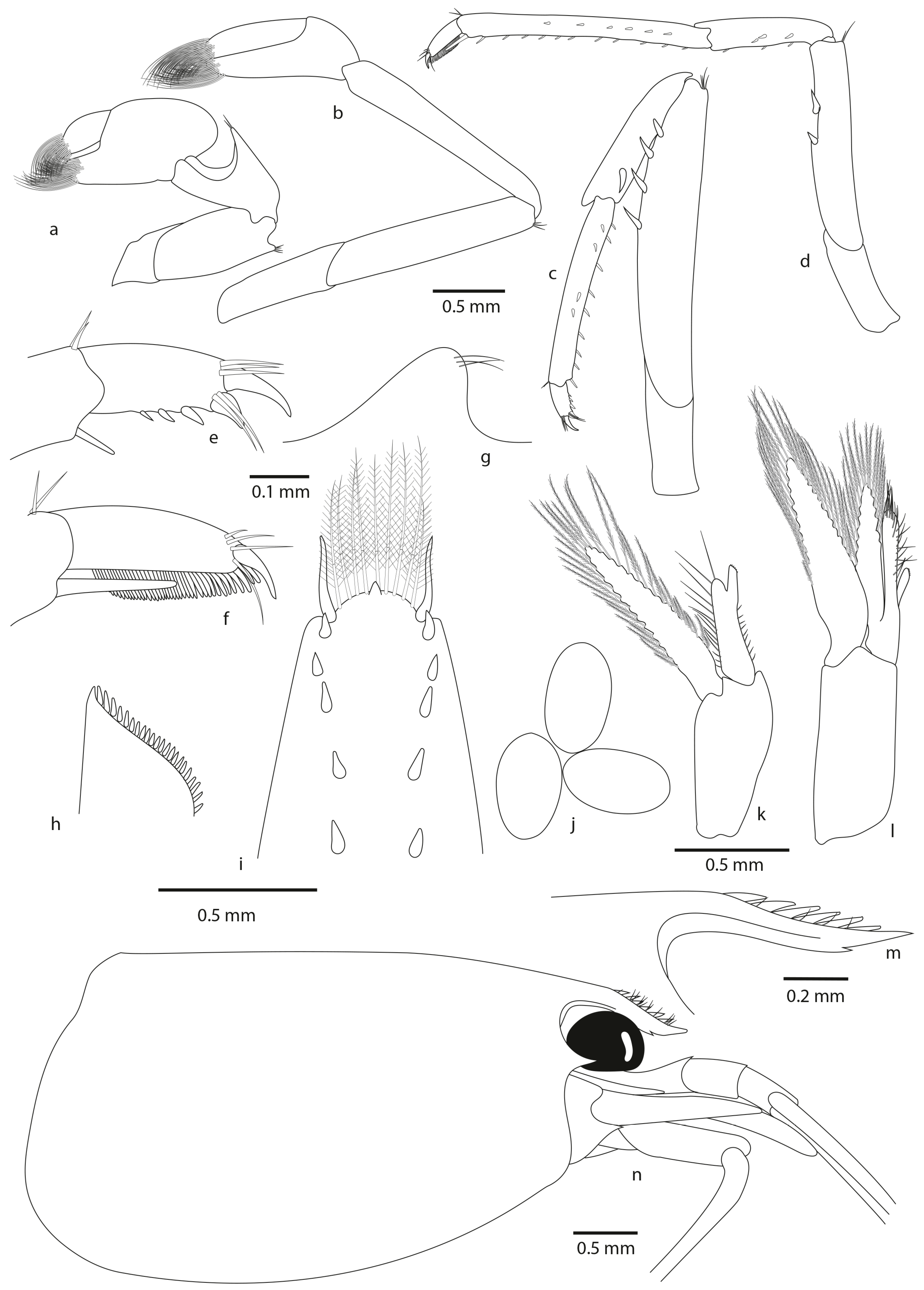 Diversity 16 00200 g005 Diversity 16 00200 g005