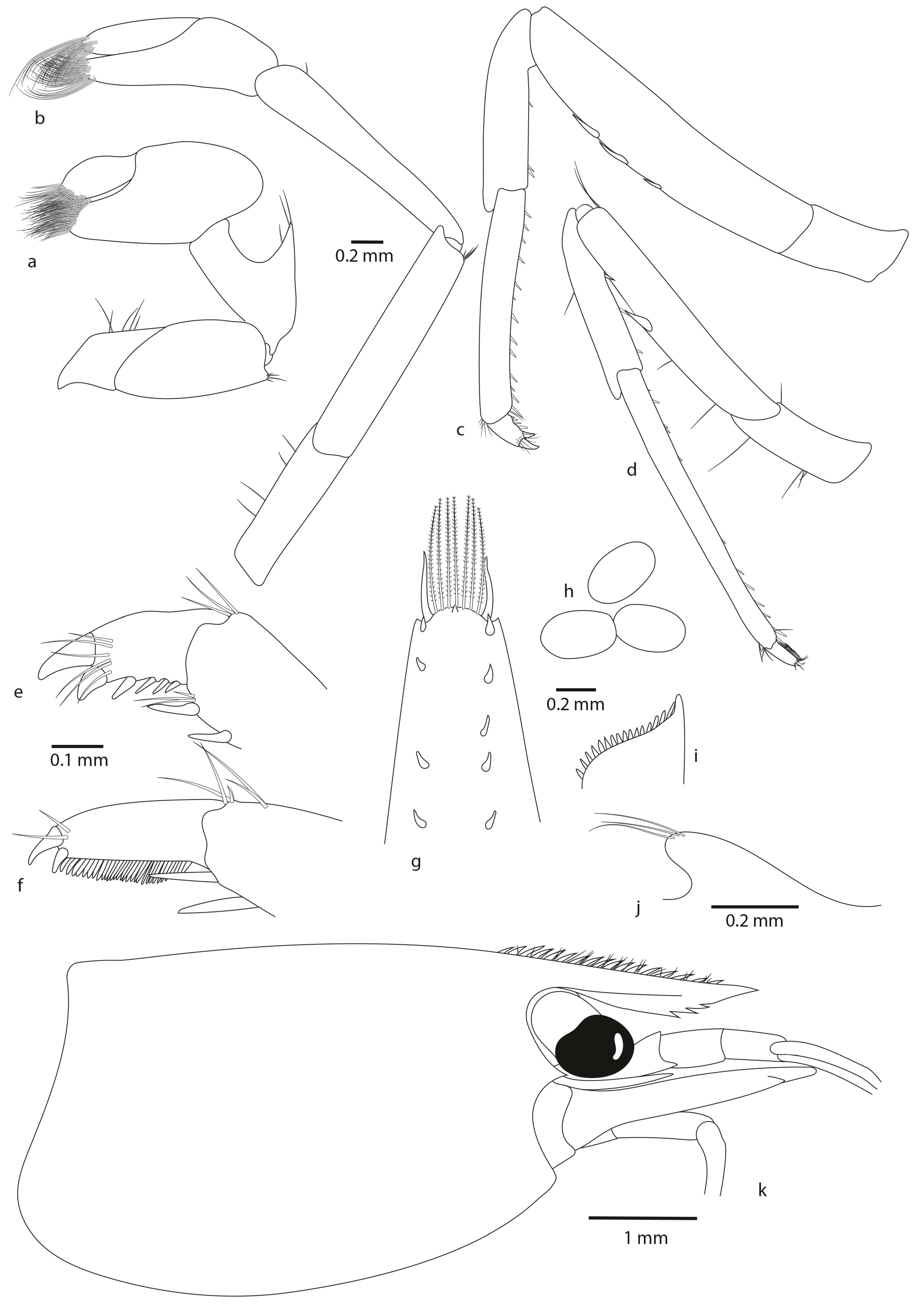 Diversity 16 00200 g006 Diversity 16 00200 g006