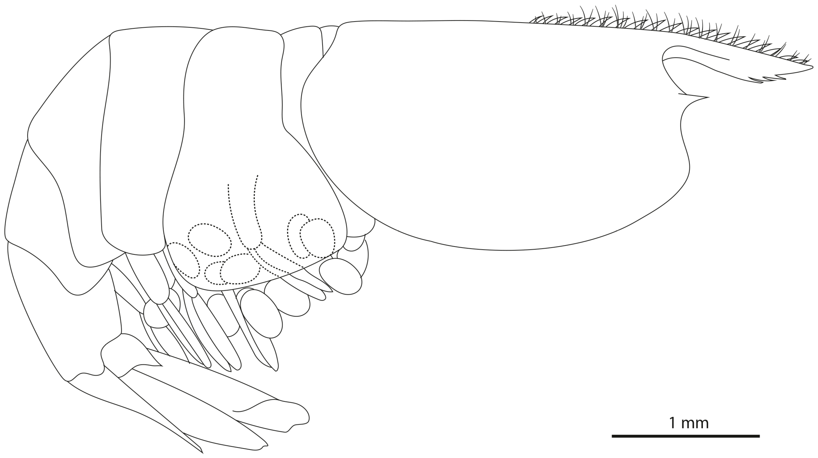 Diversity 16 00200 g007 Diversity 16 00200 g007