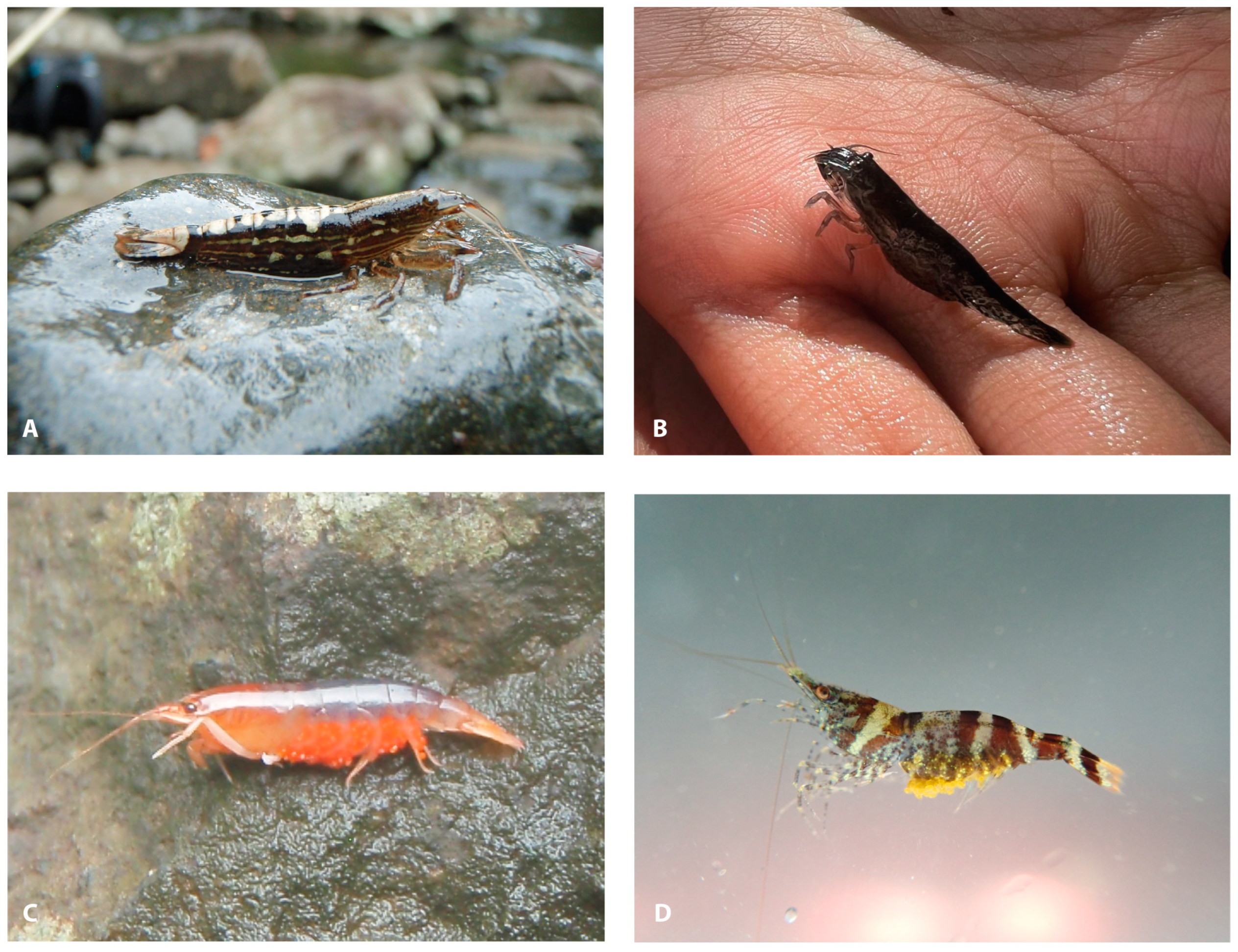 Diversity 16 00200 g009 Diversity 16 00200 g009