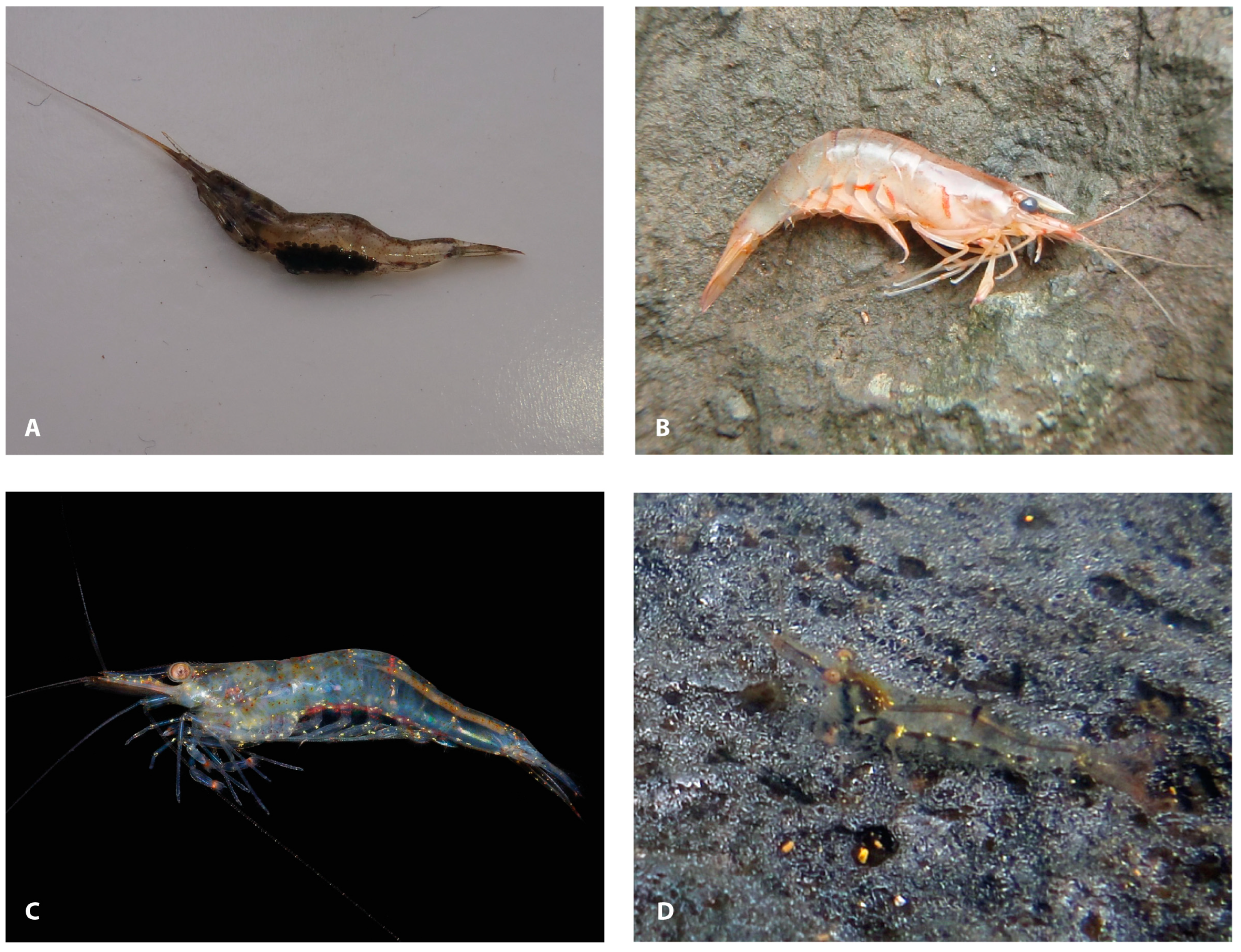 Diversity 16 00200 g010 Diversity 16 00200 g010