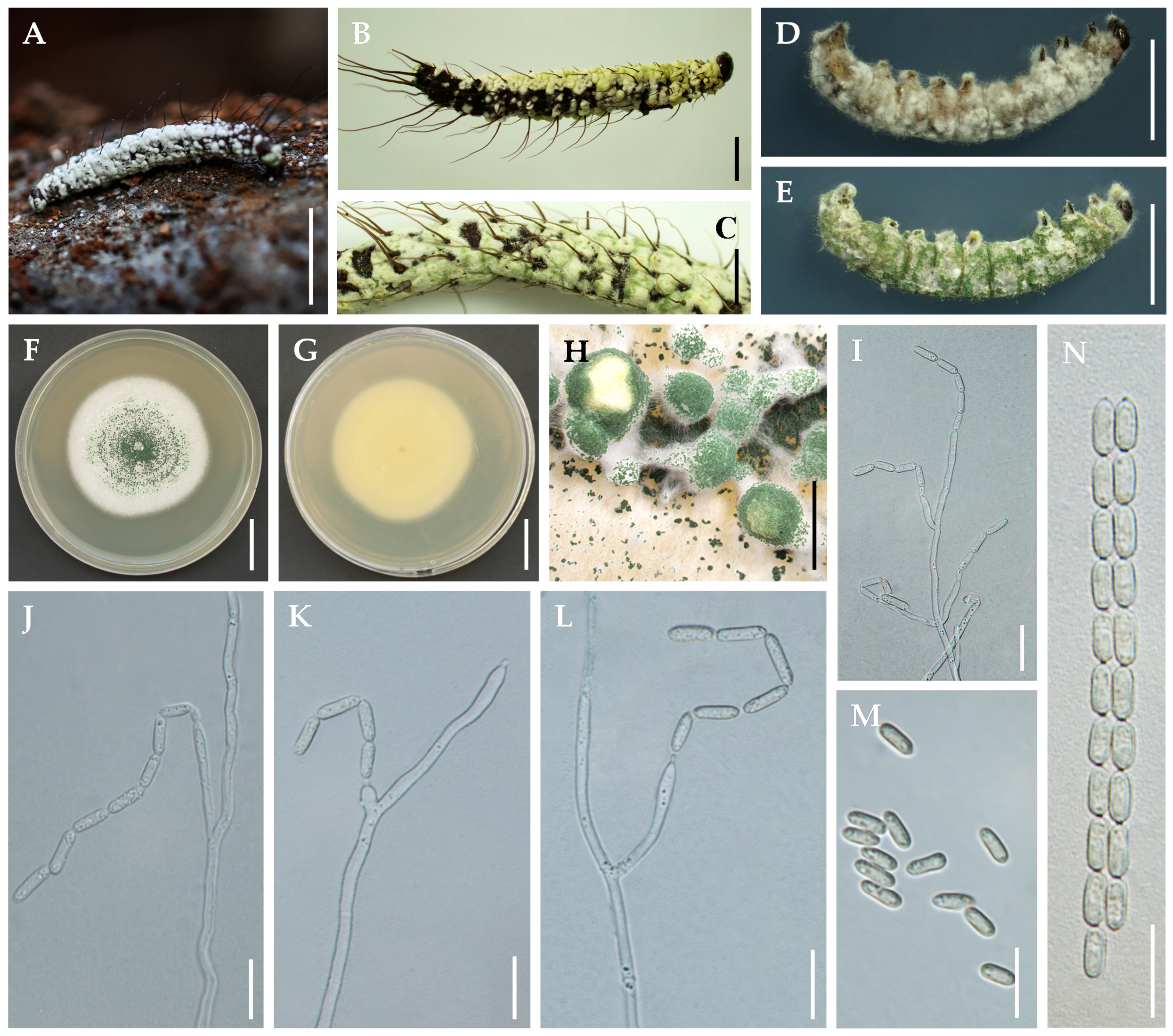 Diversity 16 00201 g002 Diversity 16 00201 g002