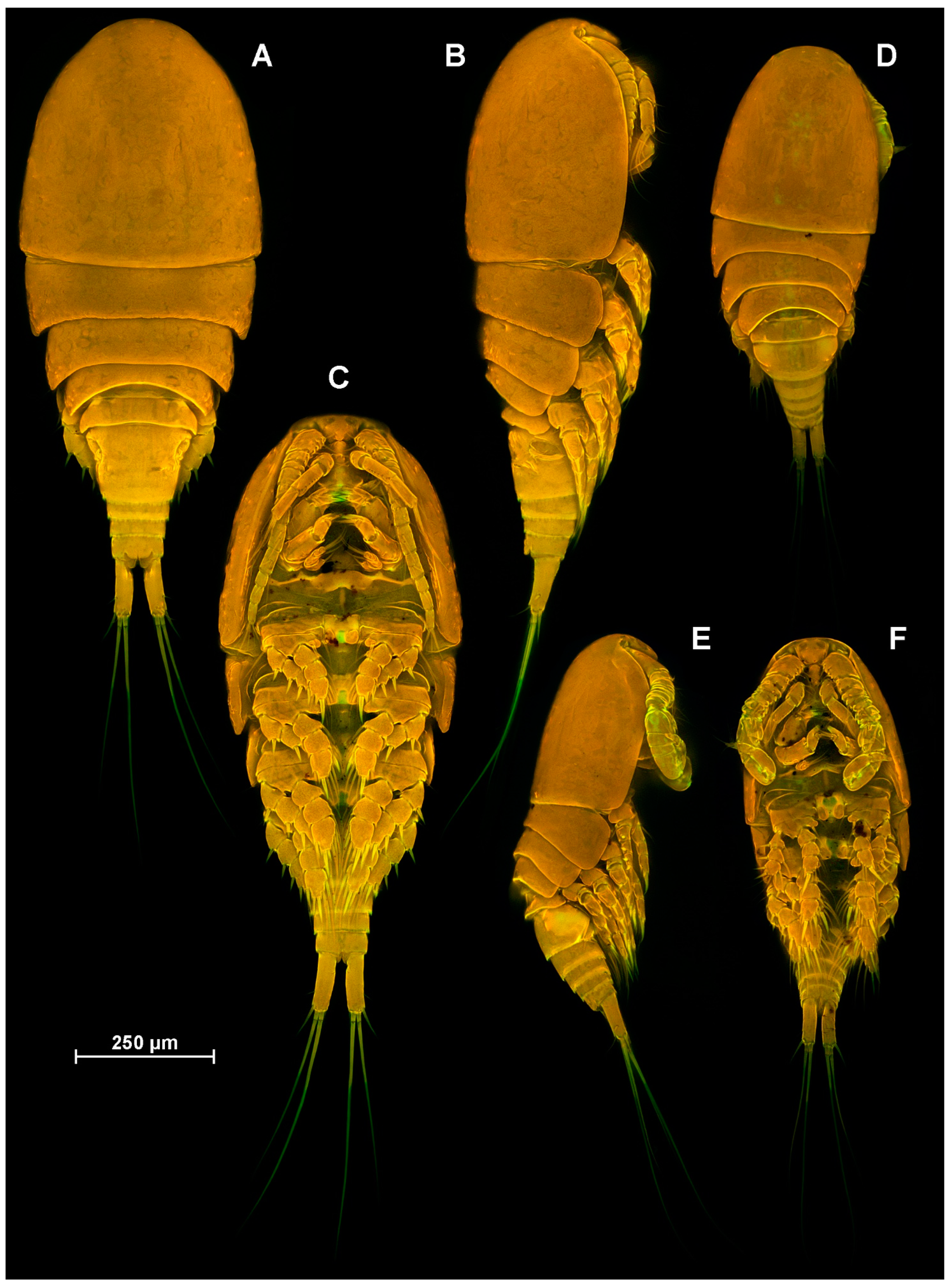 Diversity 16 00208 g002 Diversity 16 00208 g002