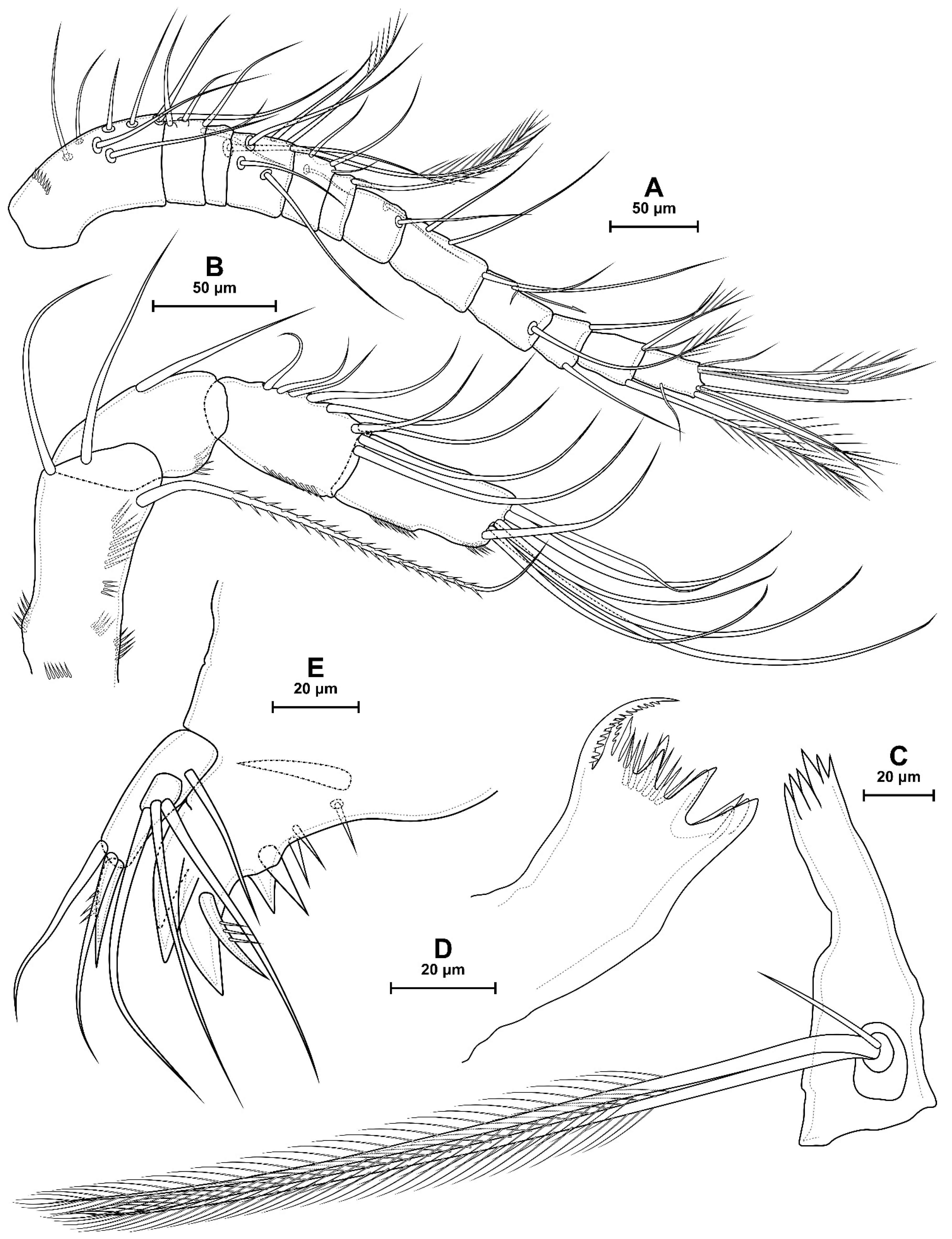 Diversity 16 00208 g004 Diversity 16 00208 g004