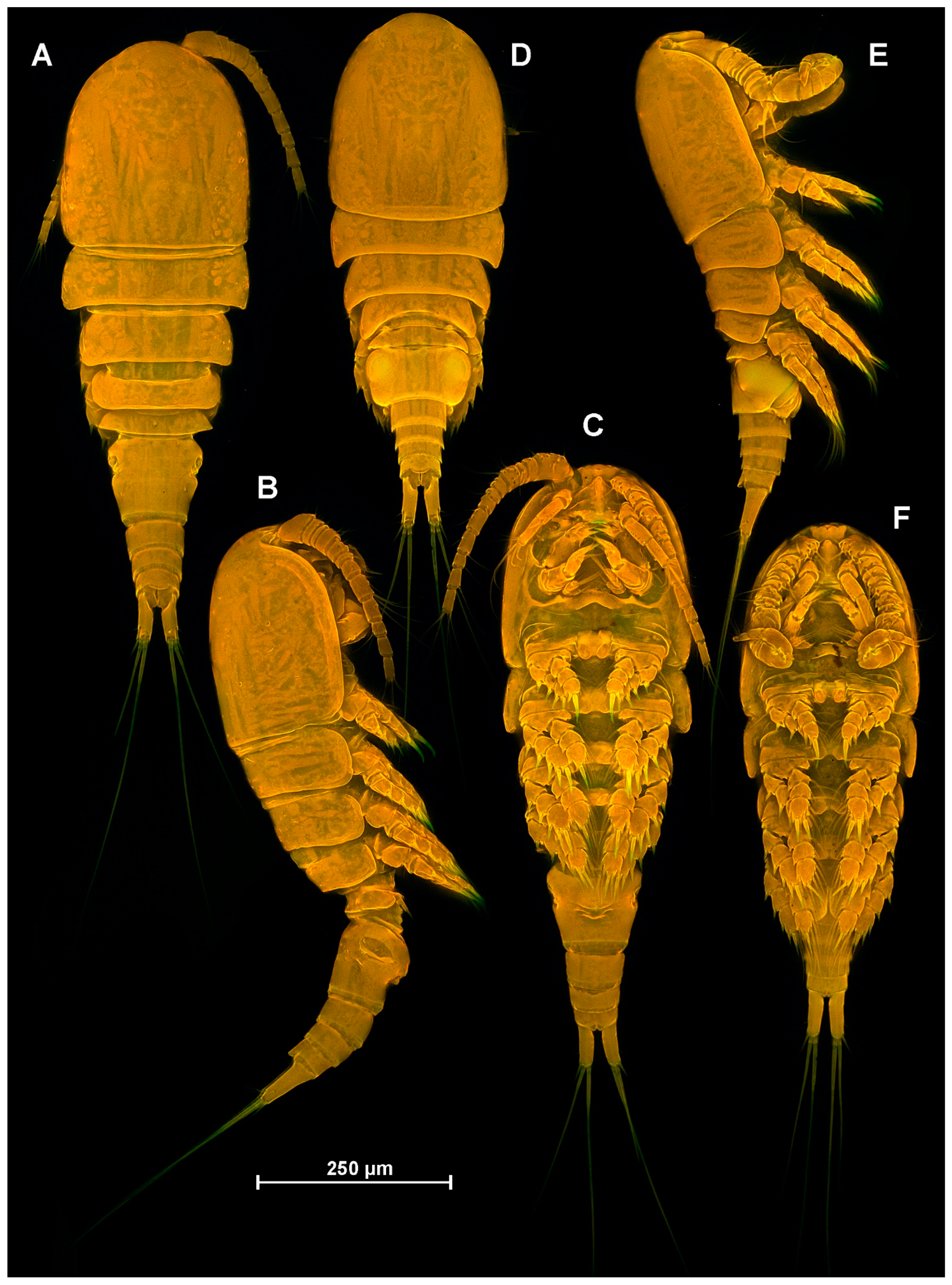 Diversity 16 00208 g012 Diversity 16 00208 g012