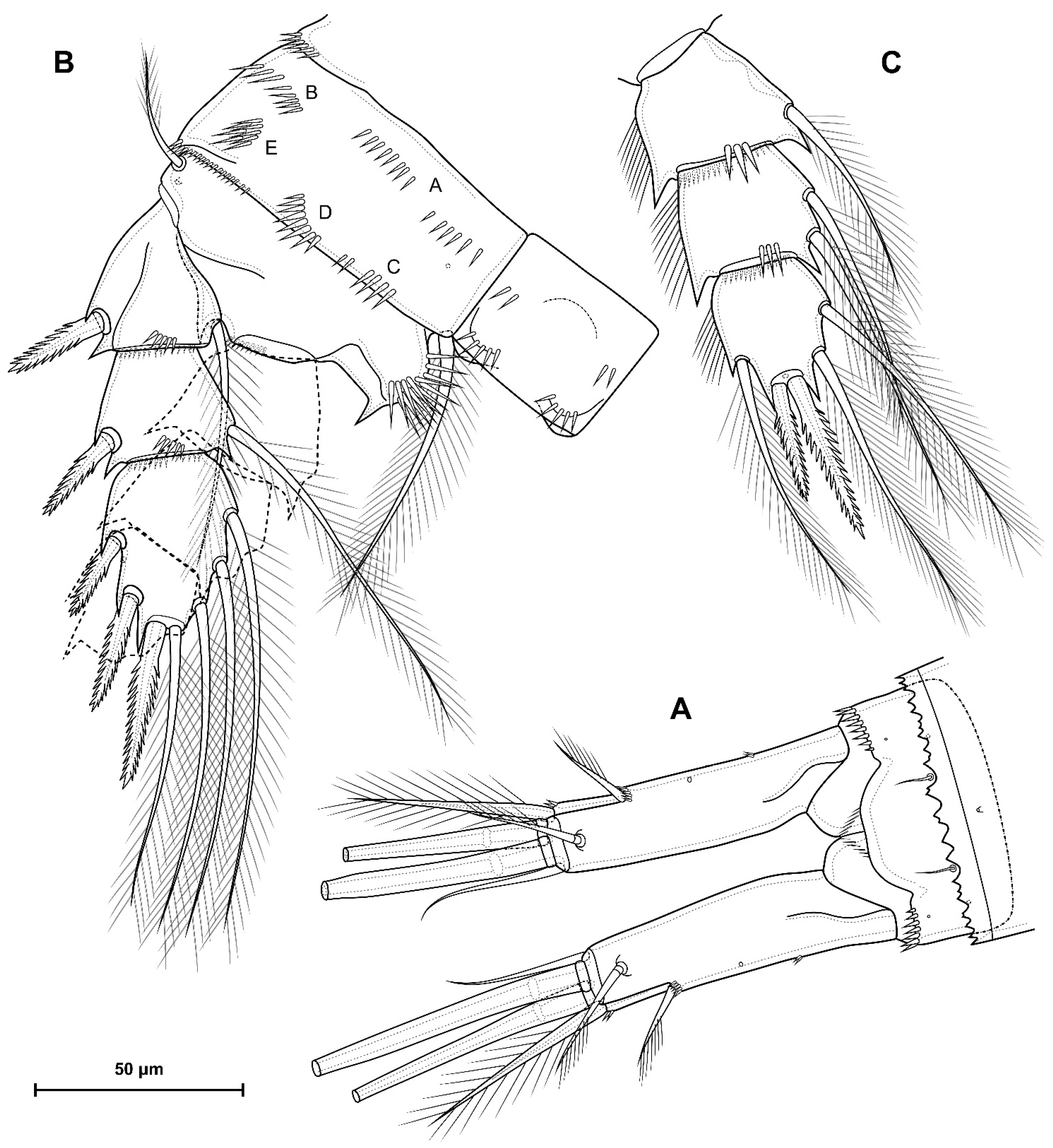 Diversity 16 00208 g013 Diversity 16 00208 g013