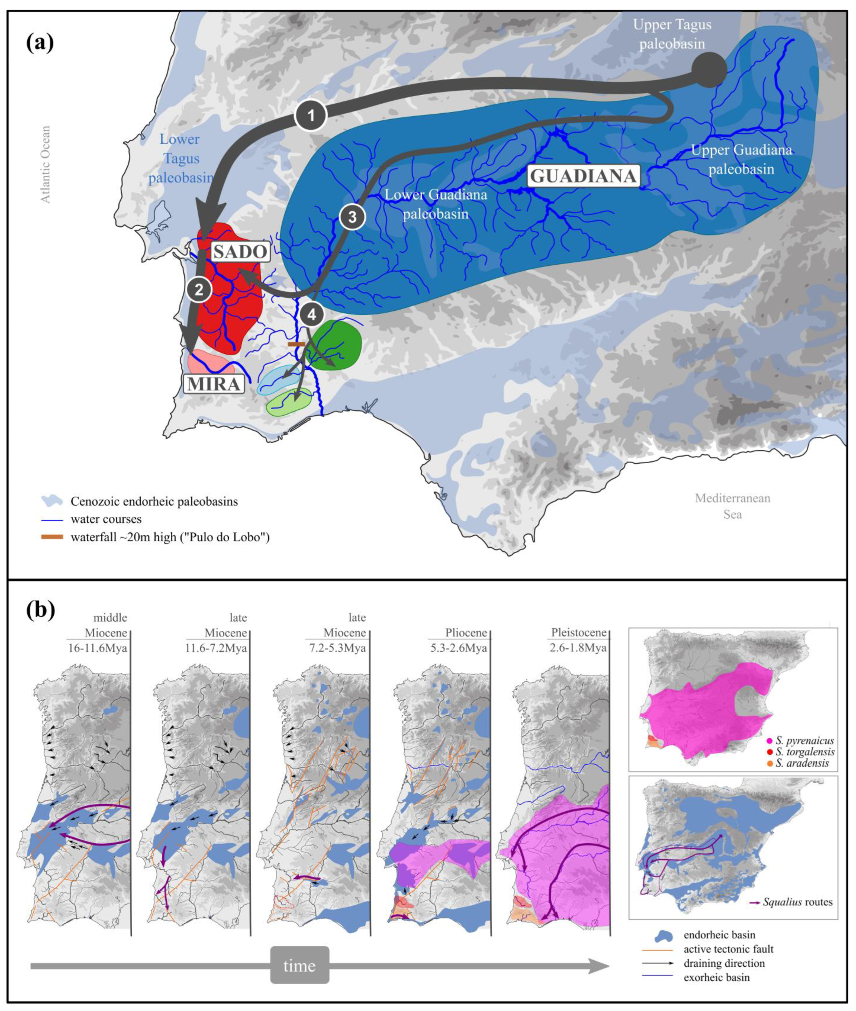 Diversity 16 00209 g005