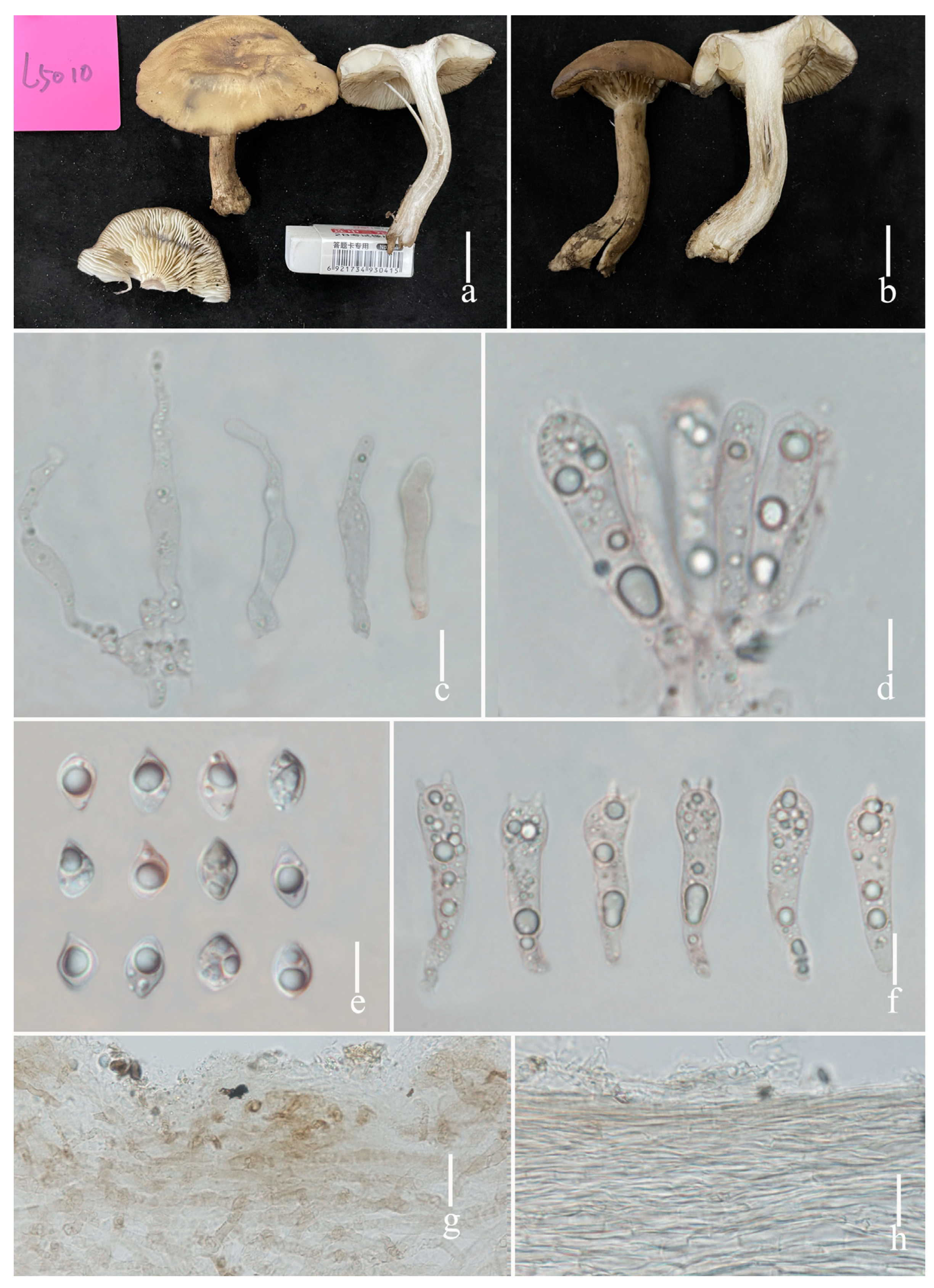 Diversity 16 00210 g004