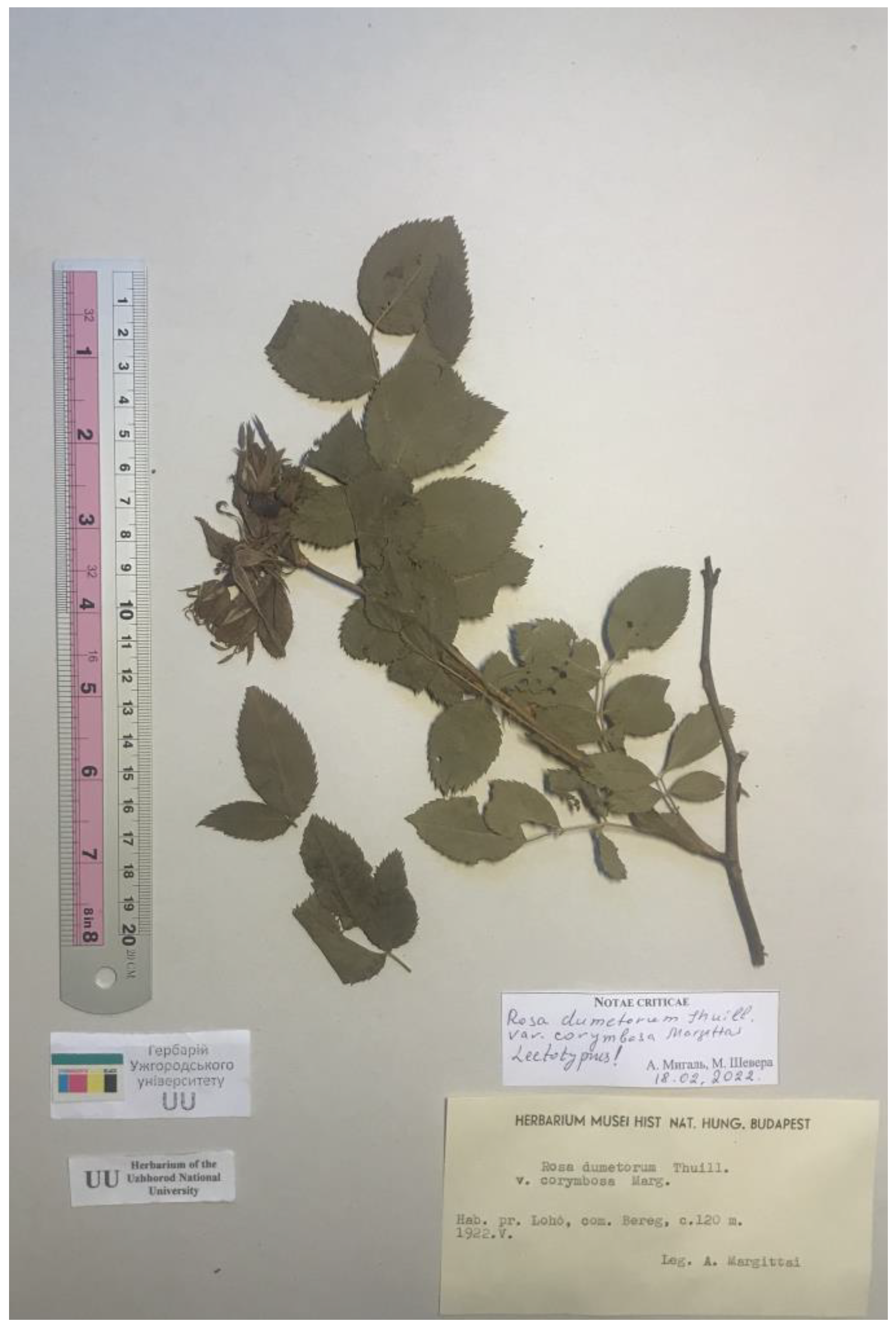 Diversity 16 00211 g004