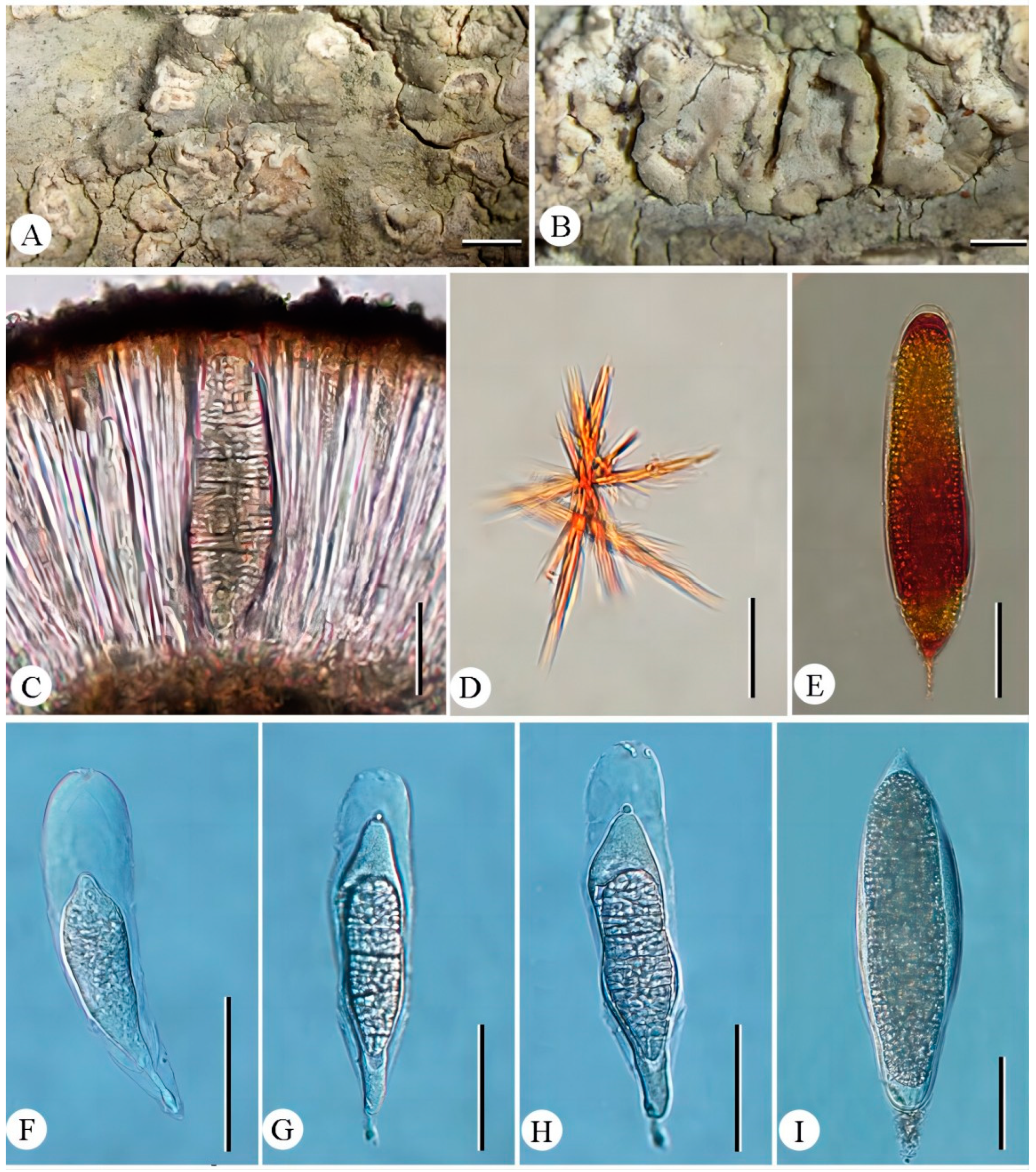 Diversity 16 00213 g002 Diversity 16 00213 g002