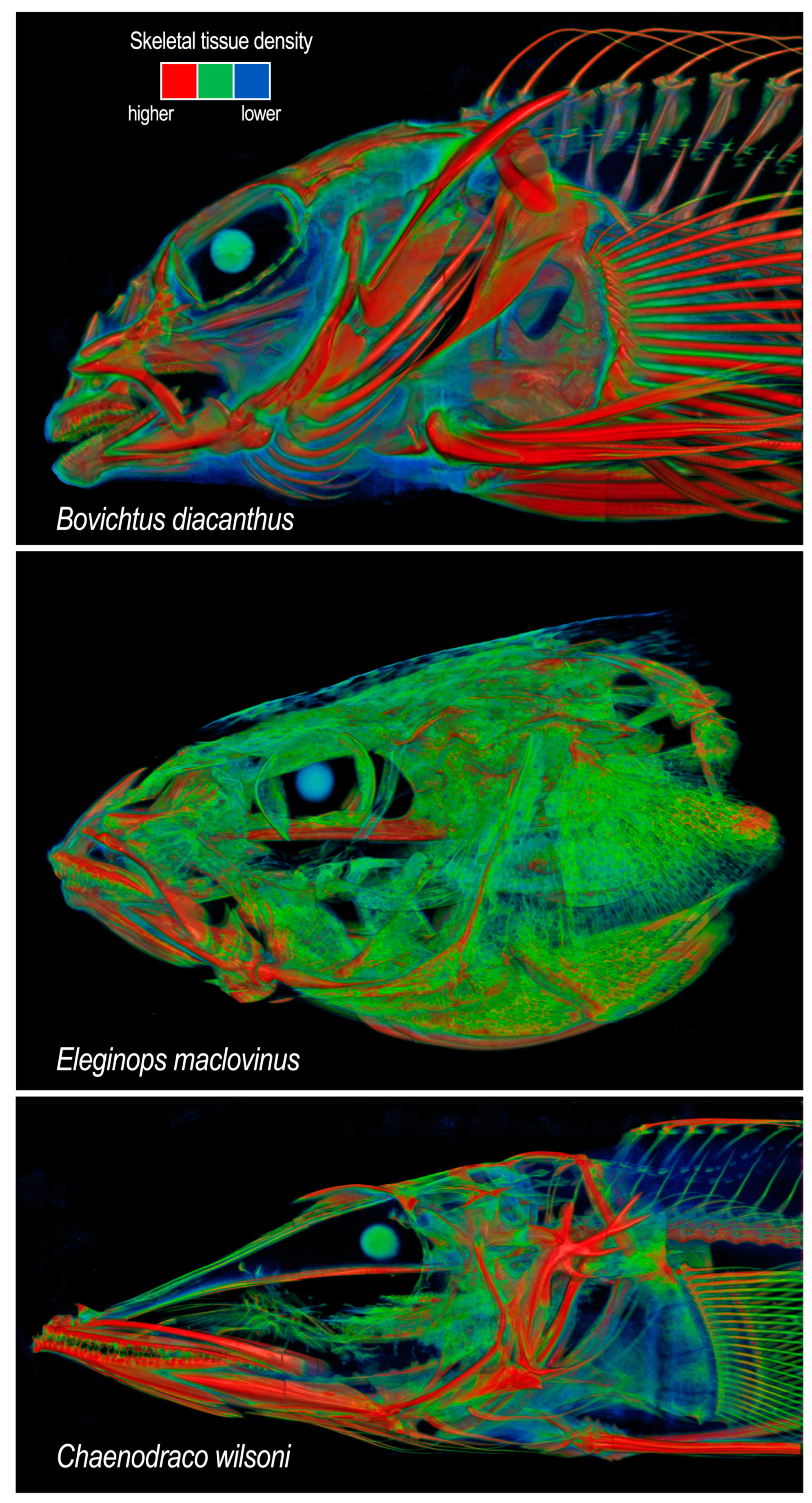 Diversity 16 00214 g011 Diversity 16 00214 g011