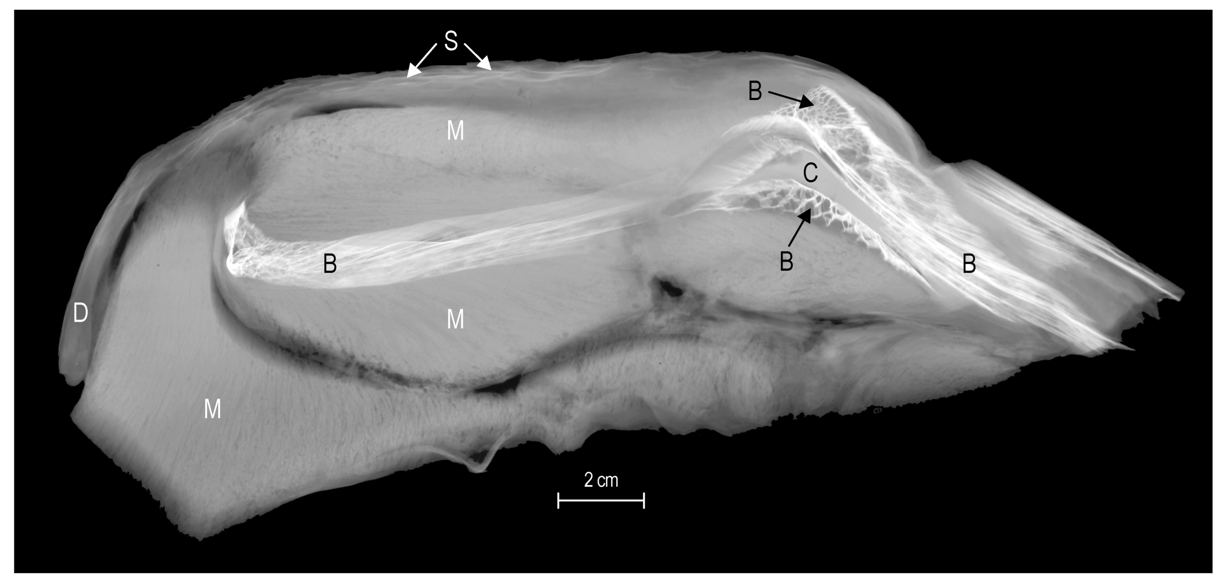 Diversity 16 00214 g013