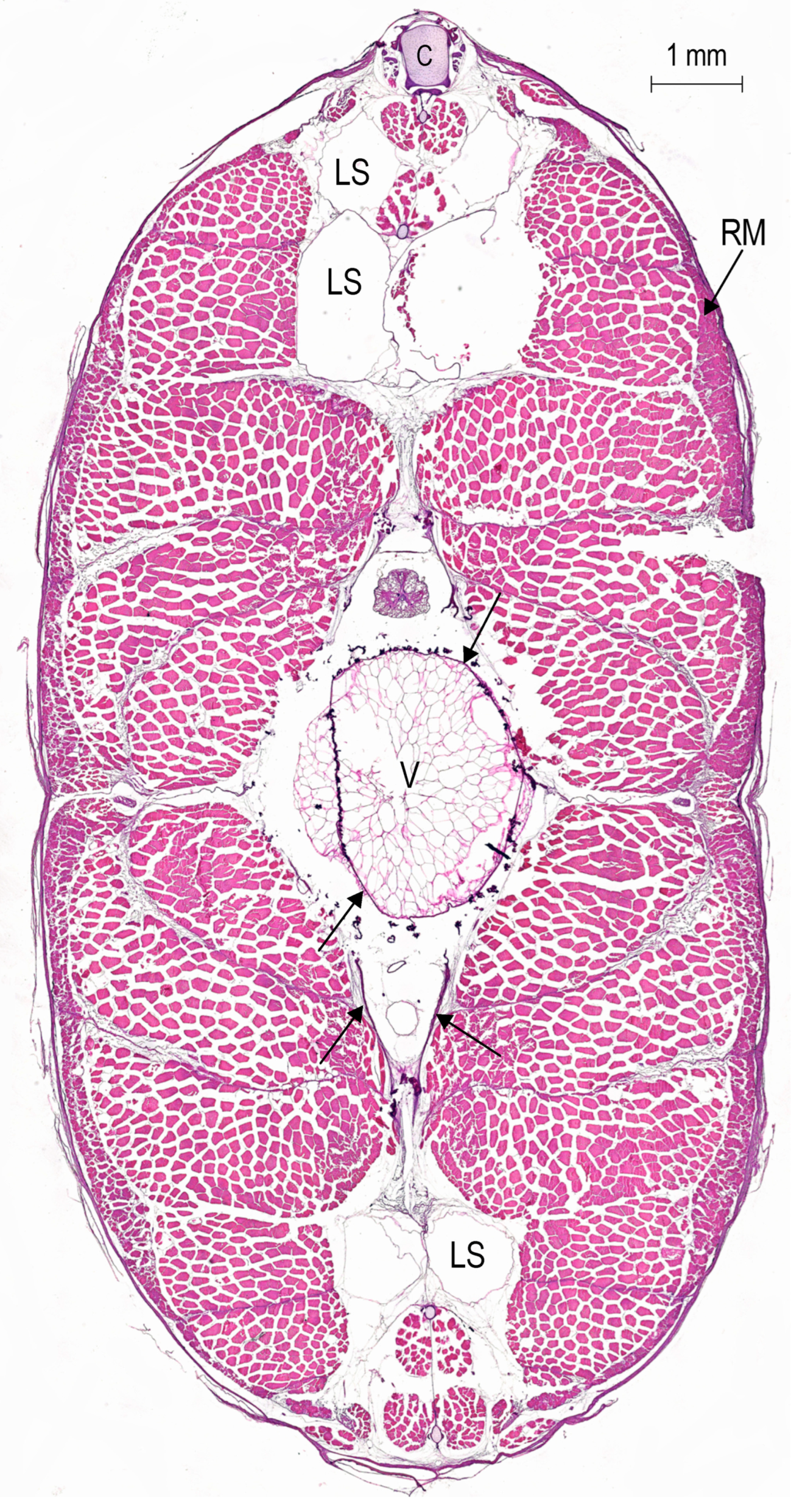 Diversity 16 00214 g016 Diversity 16 00214 g016