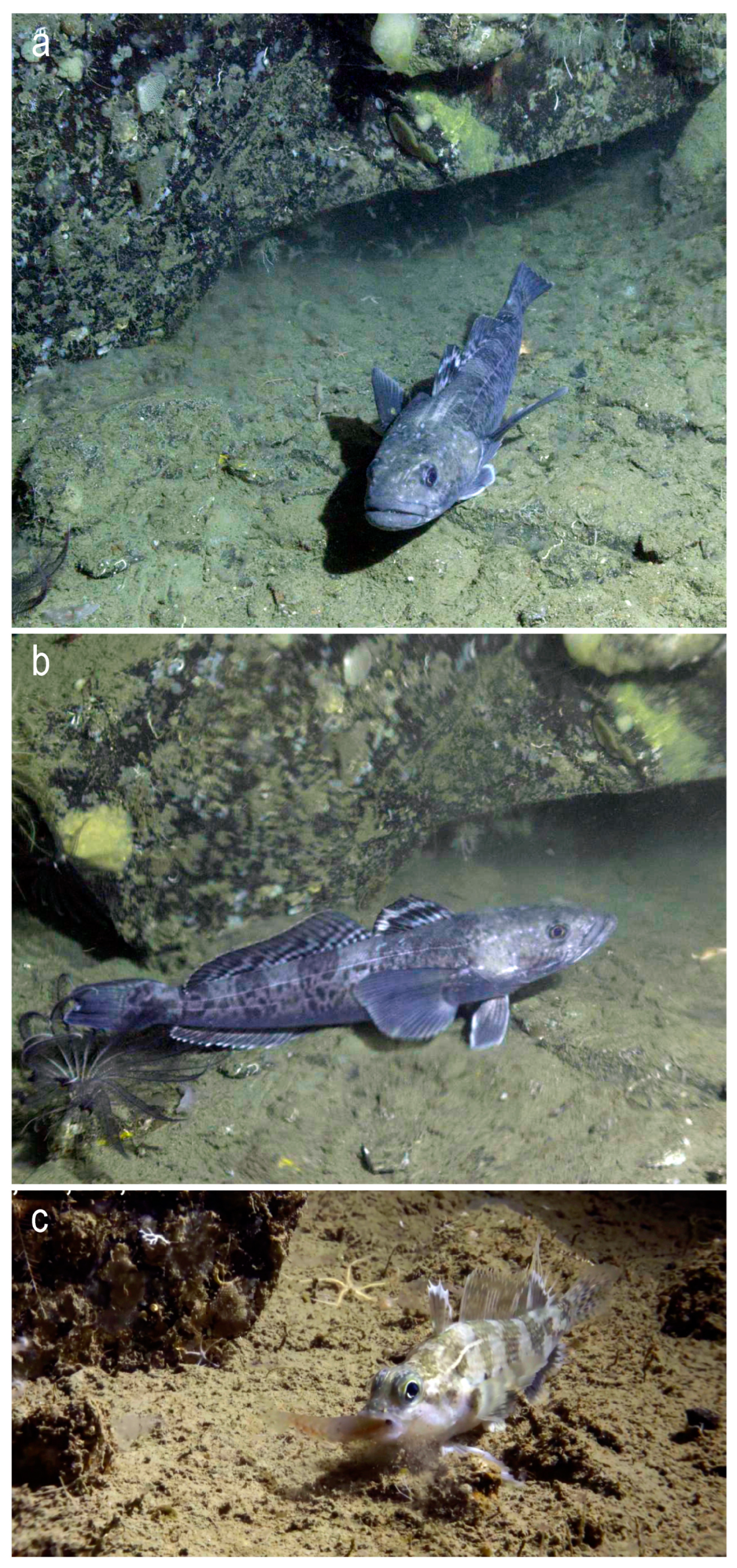 Diversity 16 00214 g017 Diversity 16 00214 g017