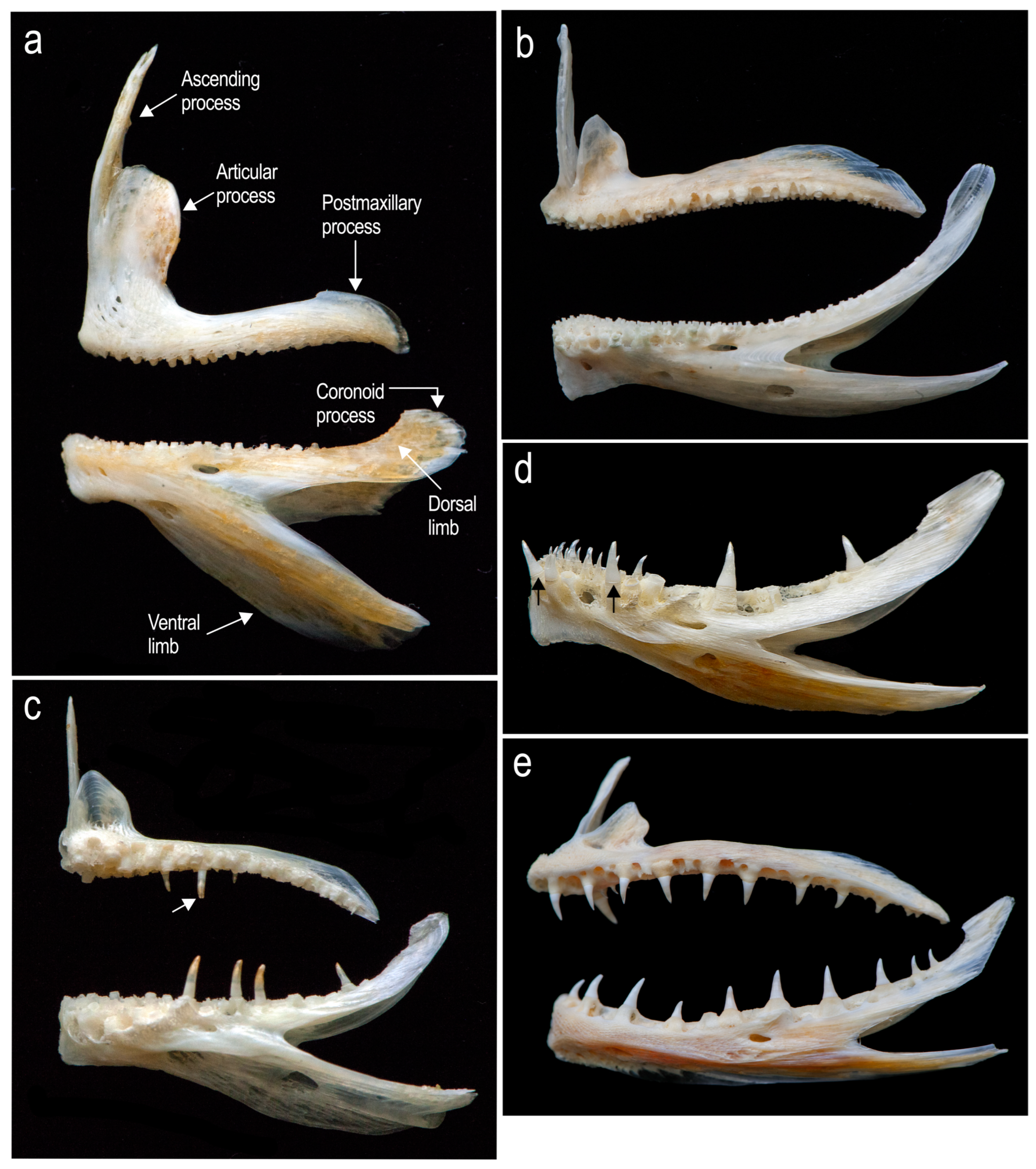Diversity 16 00214 g018 Diversity 16 00214 g018