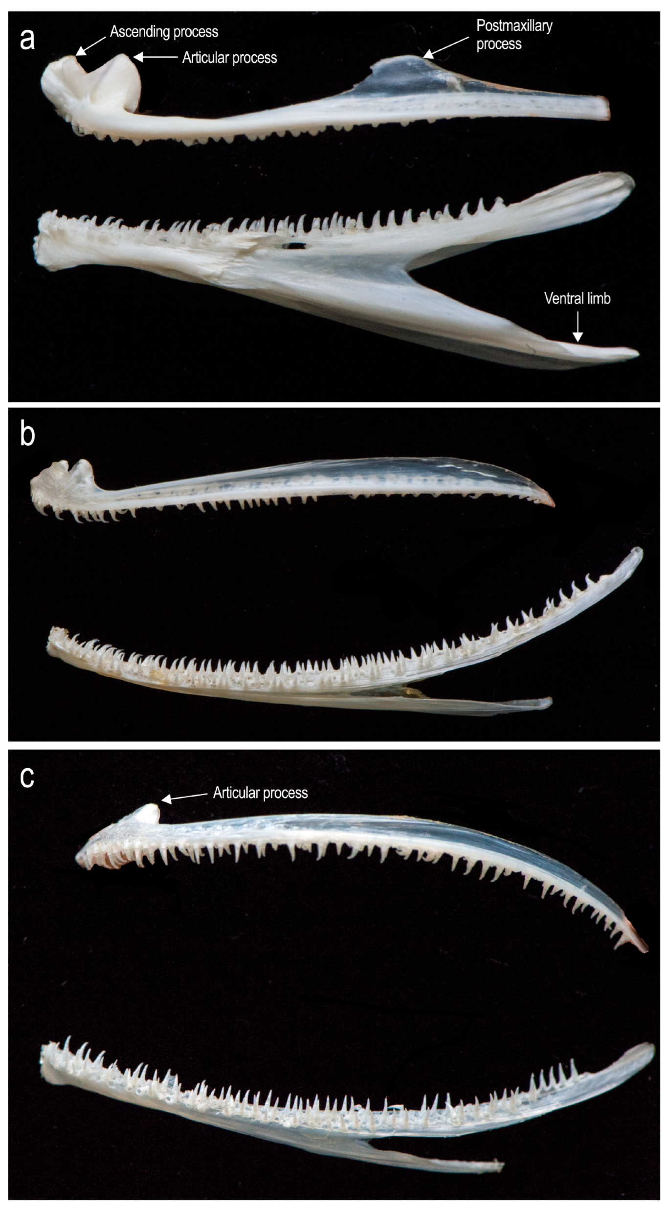 Diversity 16 00214 g019 Diversity 16 00214 g019