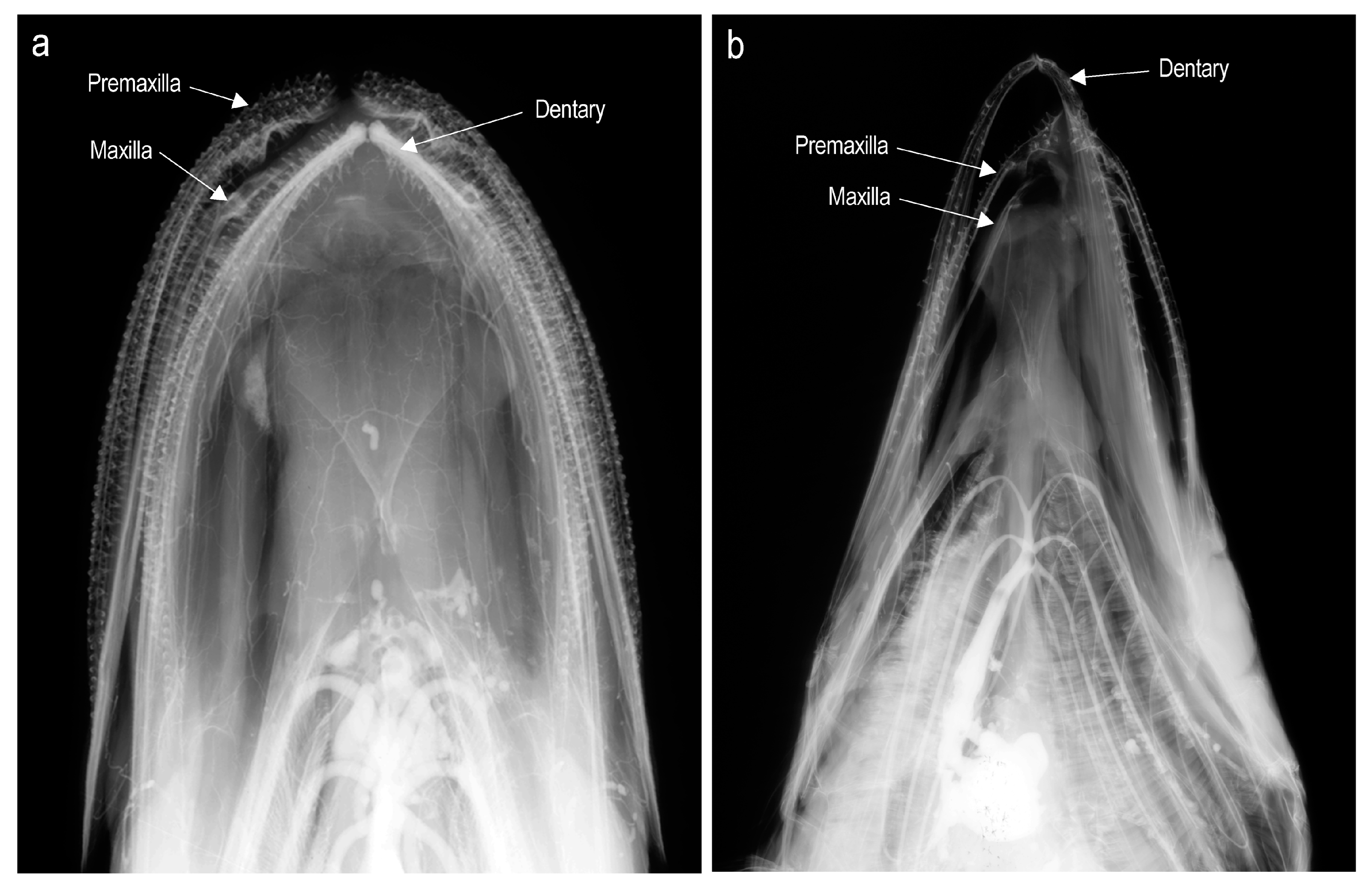Diversity 16 00214 g020 Diversity 16 00214 g020