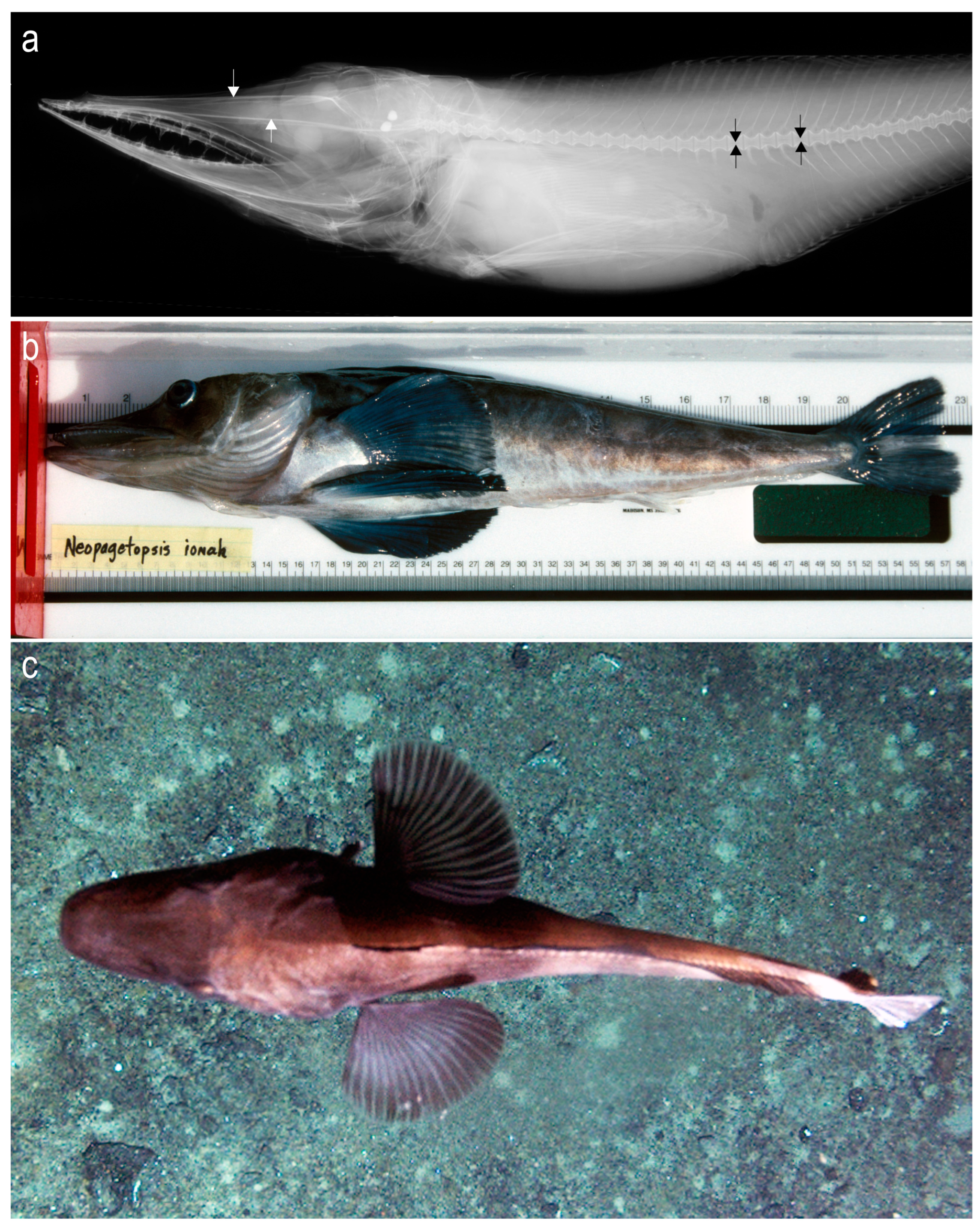 Diversity 16 00214 g023 Diversity 16 00214 g023