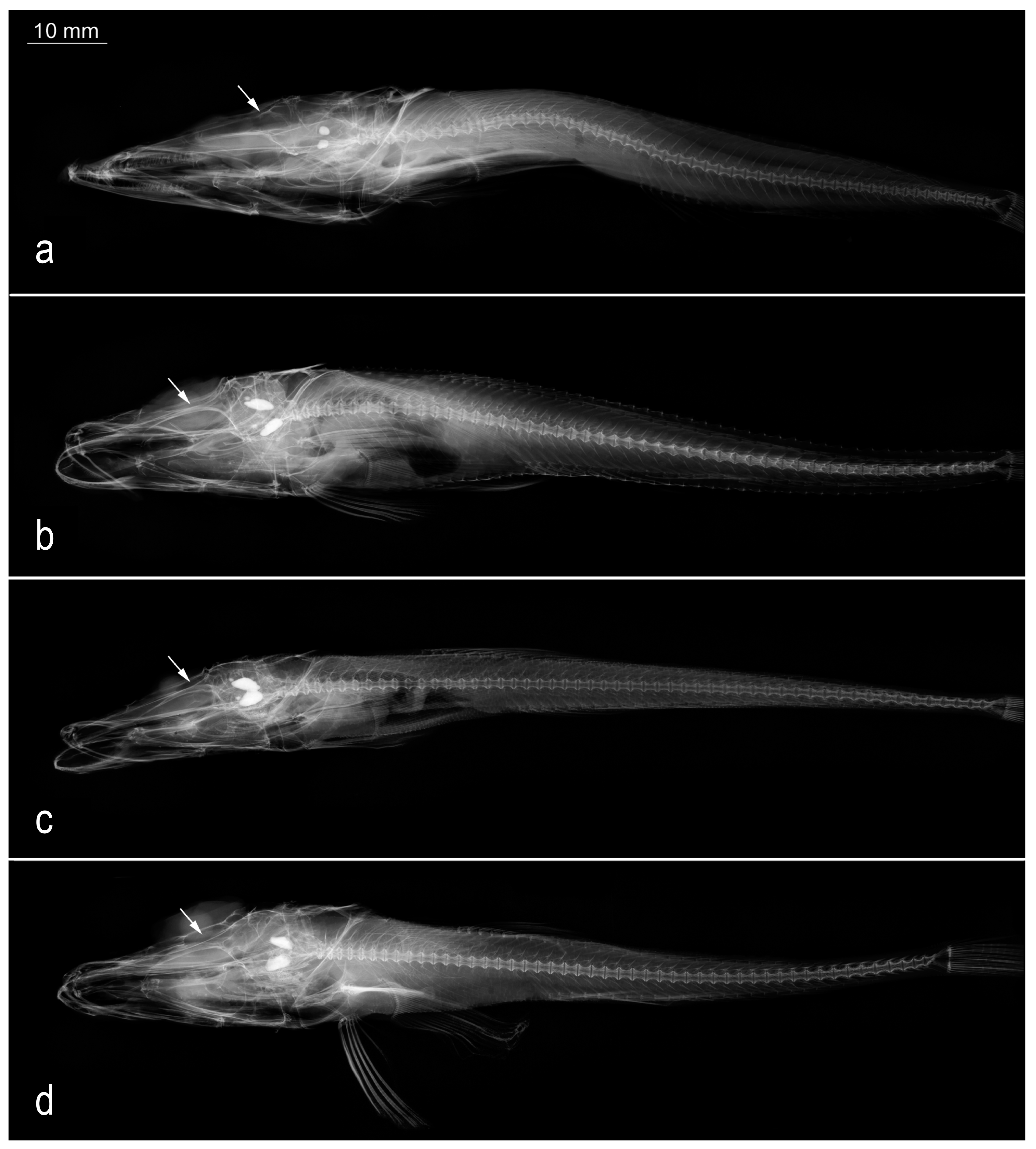 Diversity 16 00214 g034