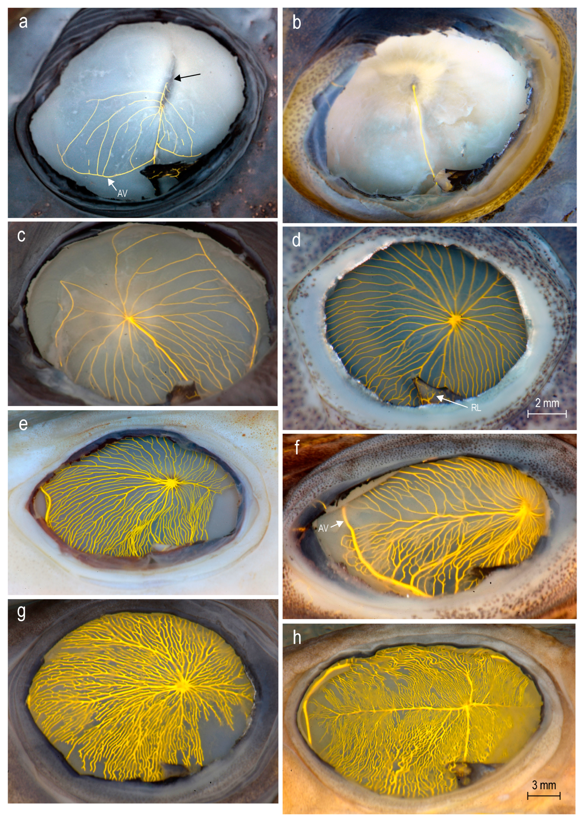 Diversity 16 00214 g036