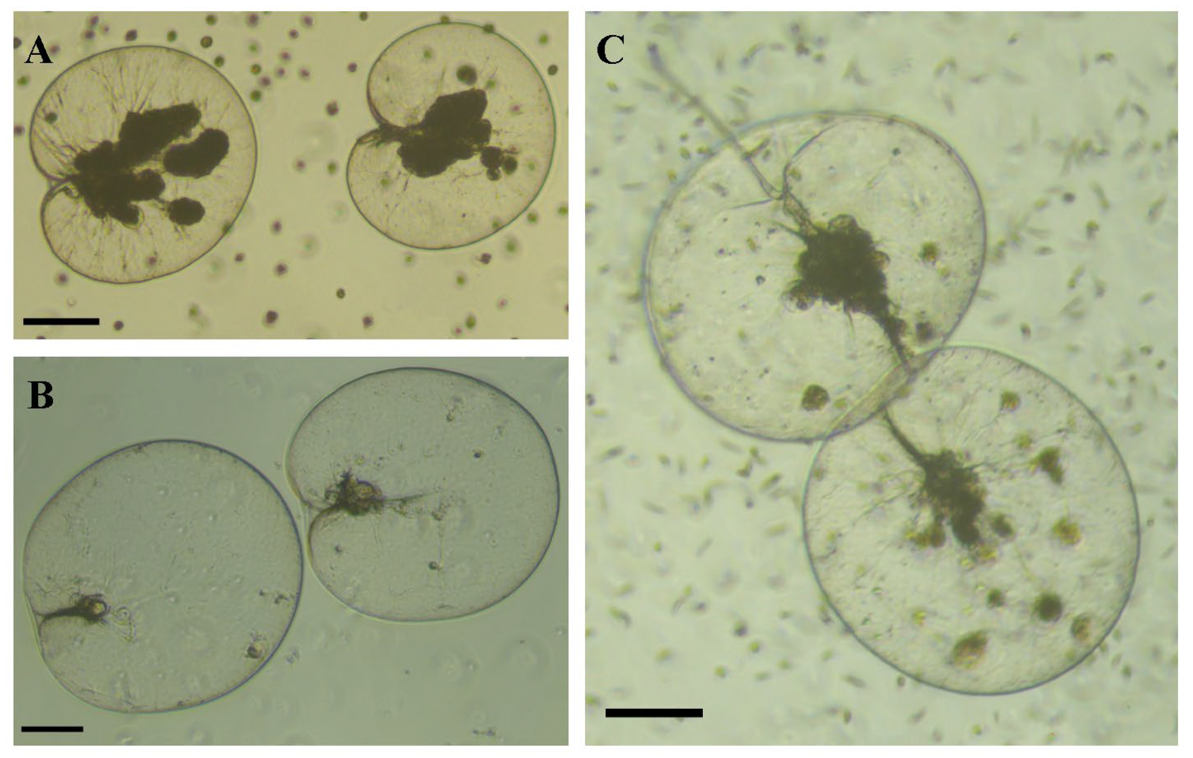 Diversity 16 00215 g004 Diversity 16 00215 g004