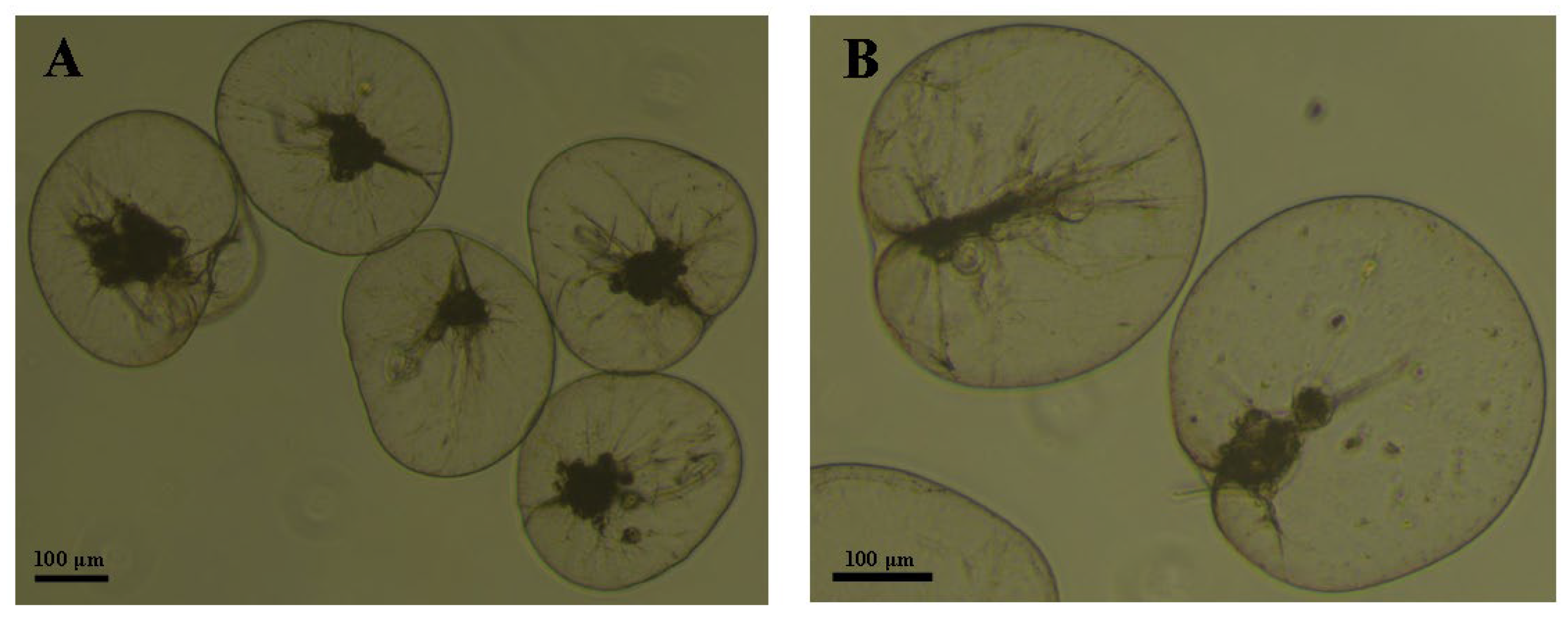 Diversity 16 00215 g005 Diversity 16 00215 g005