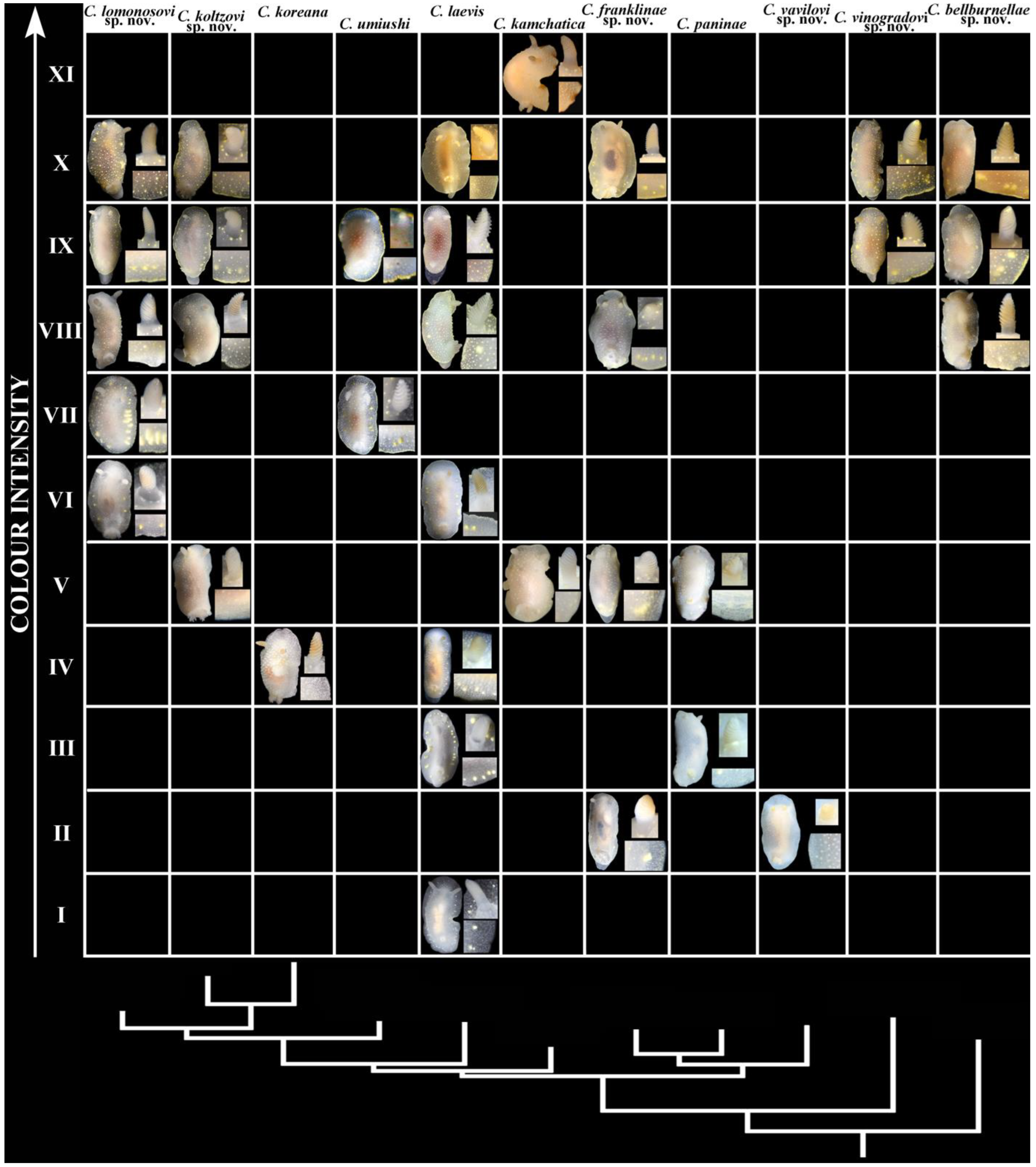 Diversity 16 00220 g003
