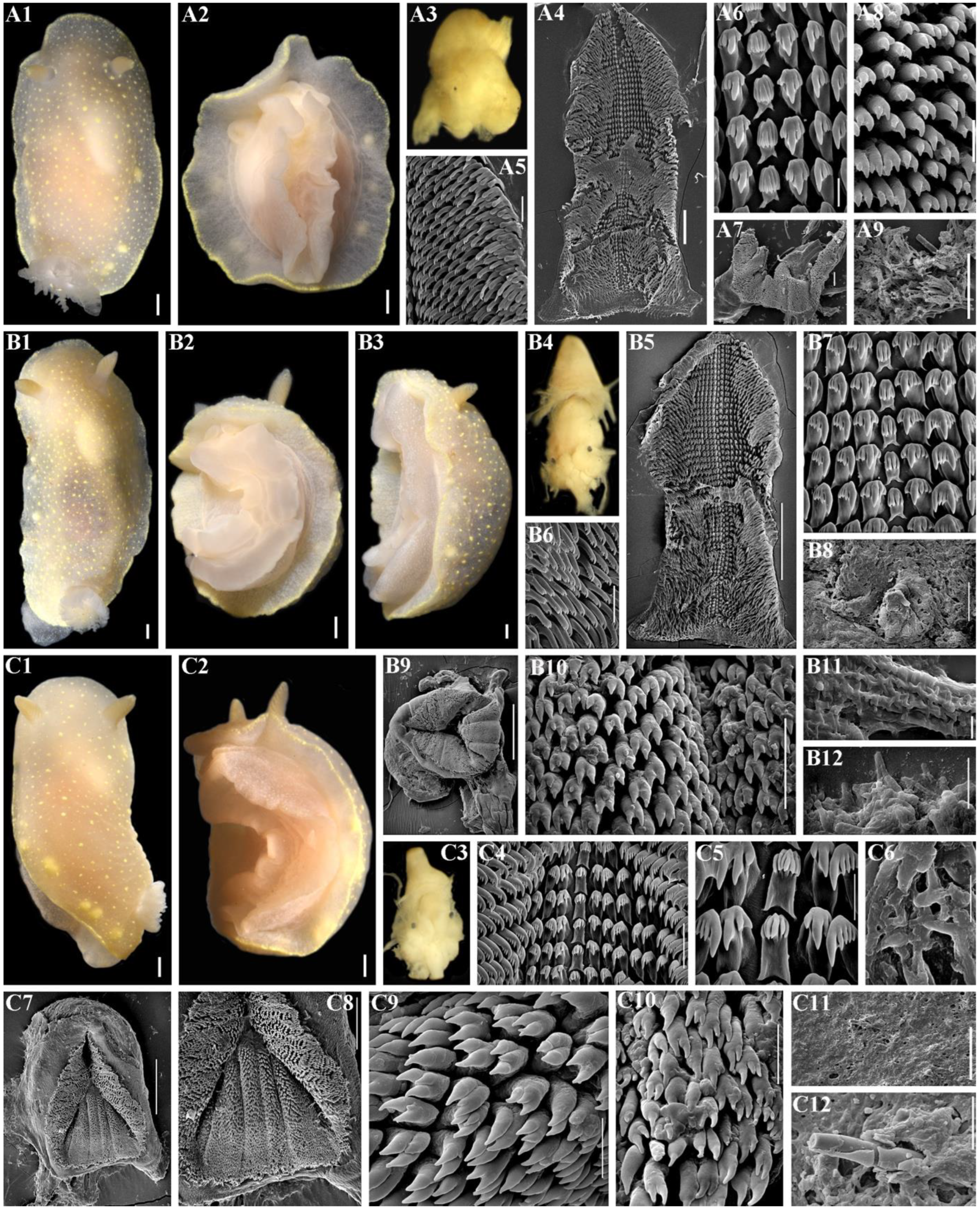 Diversity 16 00220 g006