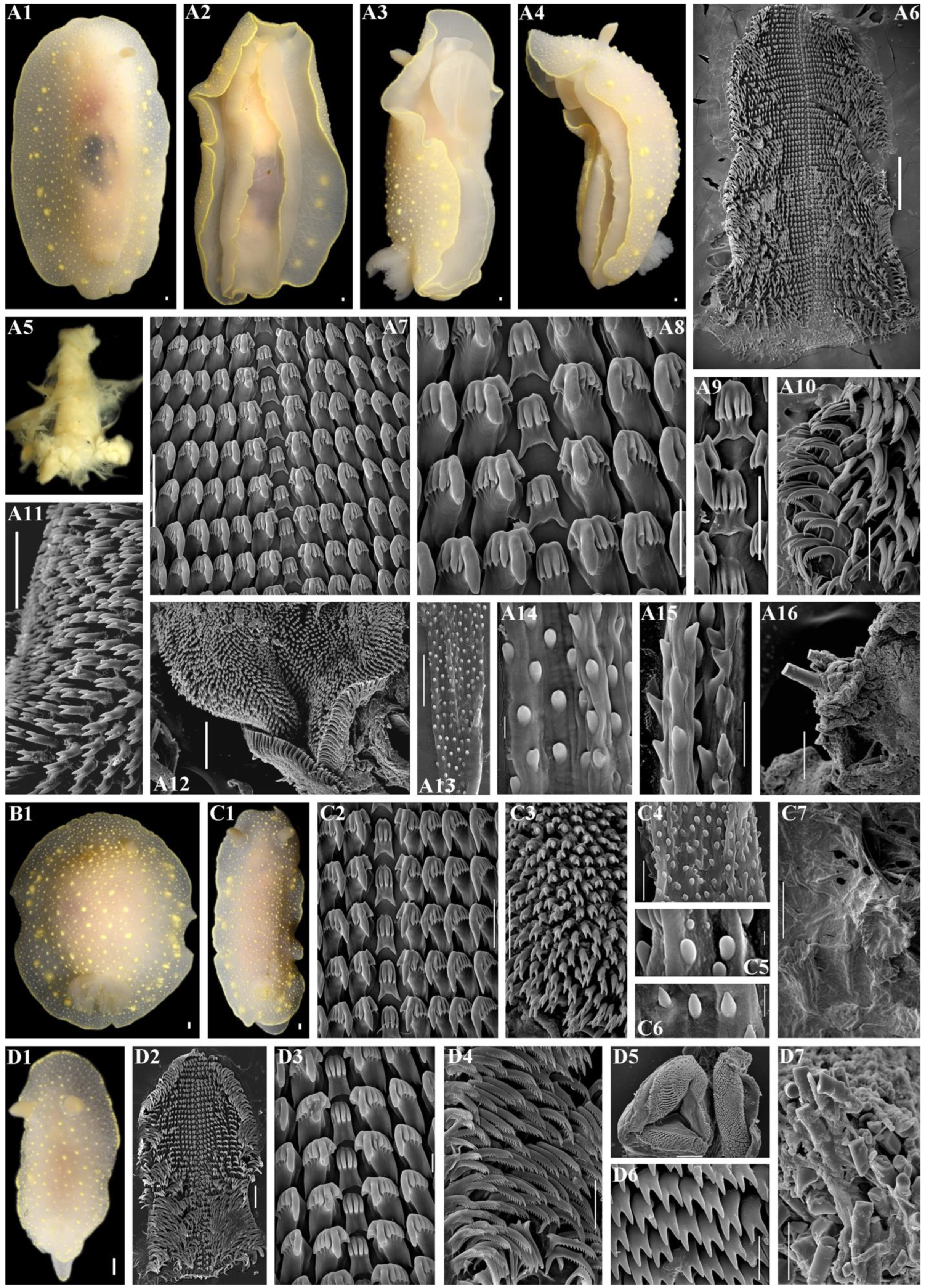 Diversity 16 00220 g012