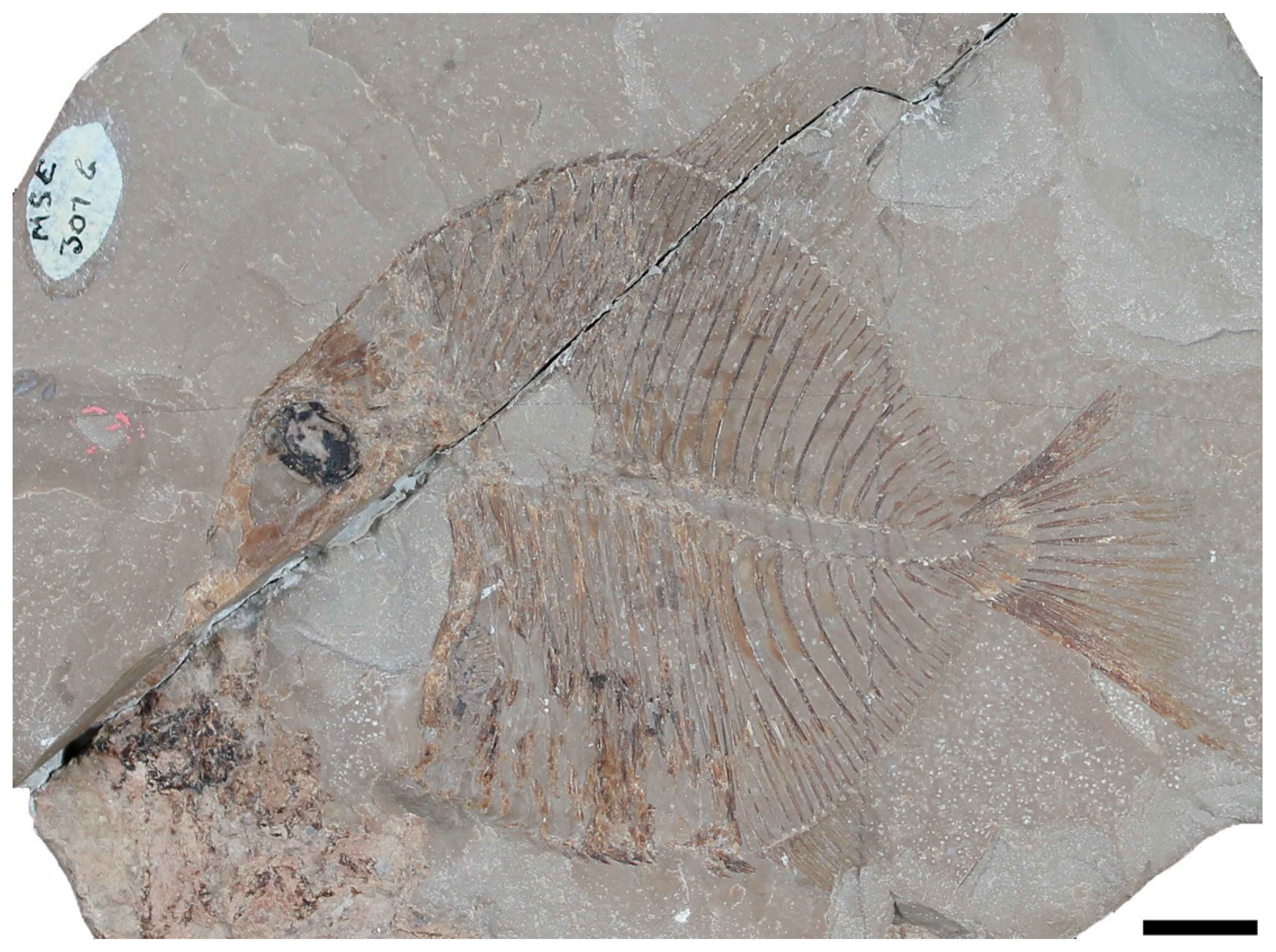 Diversity 16 00225 g001