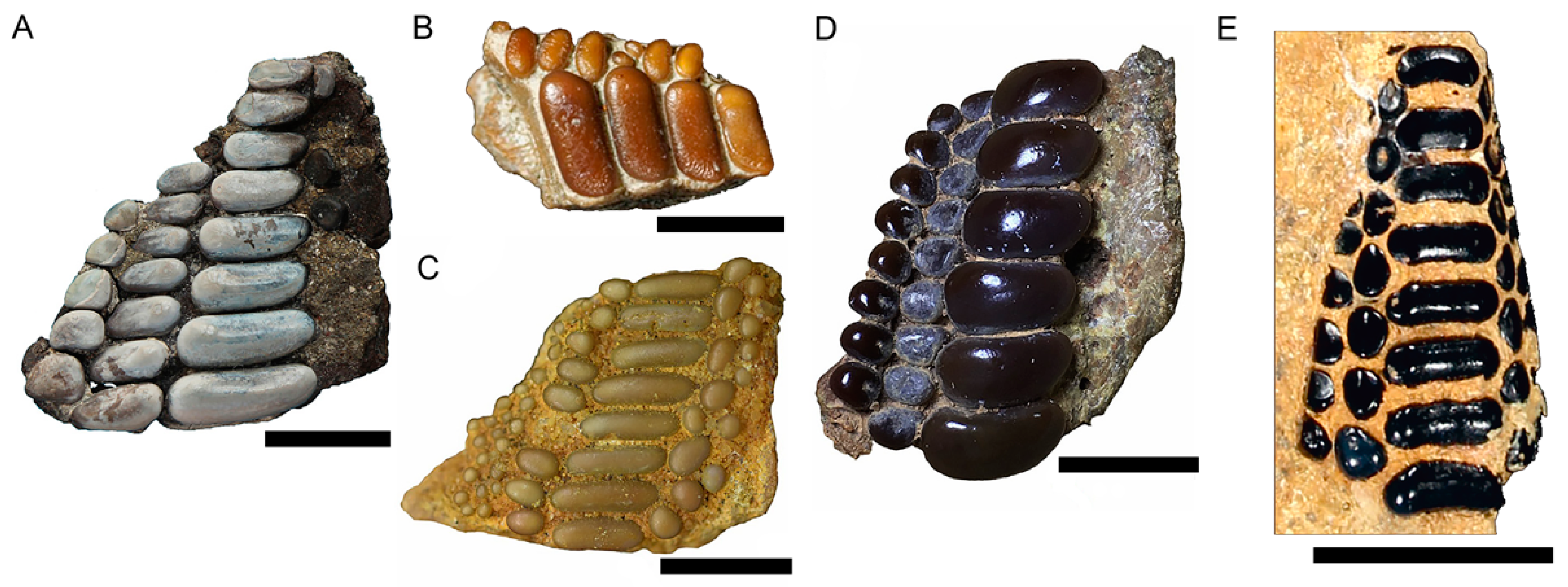 Diversity 16 00225 g002