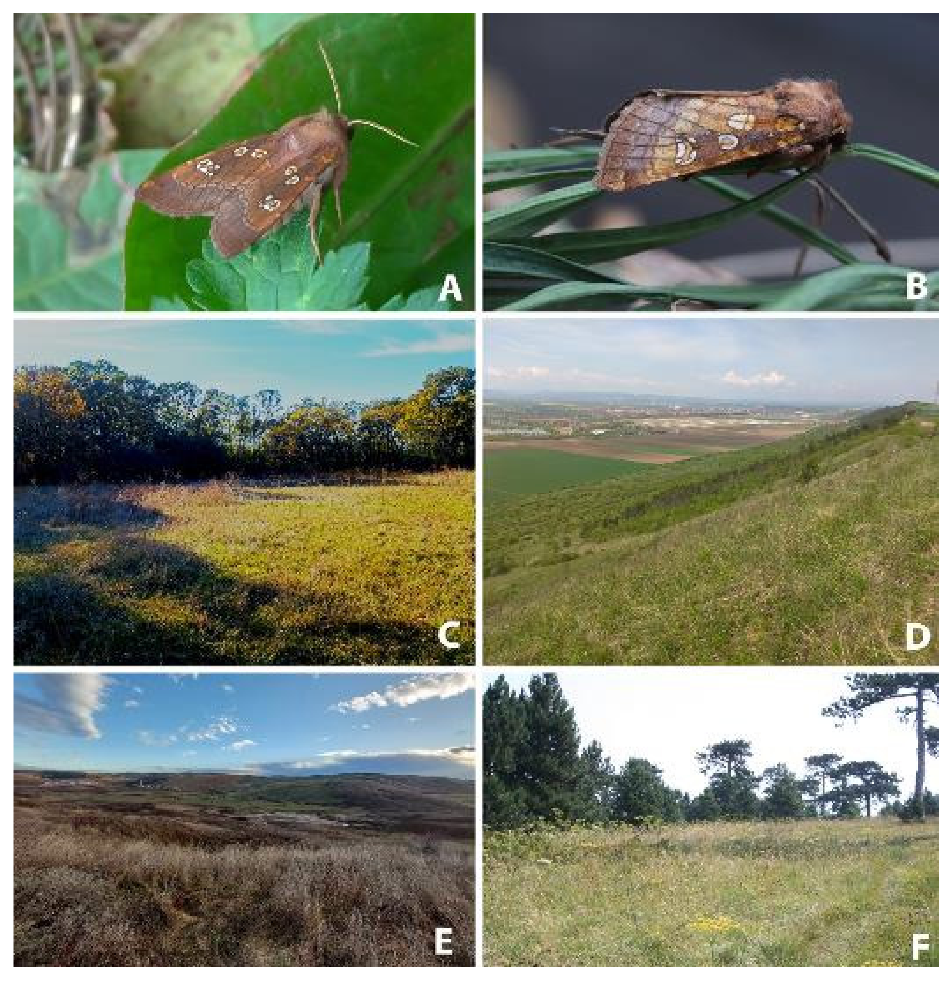 Diversity 16 00227 g001