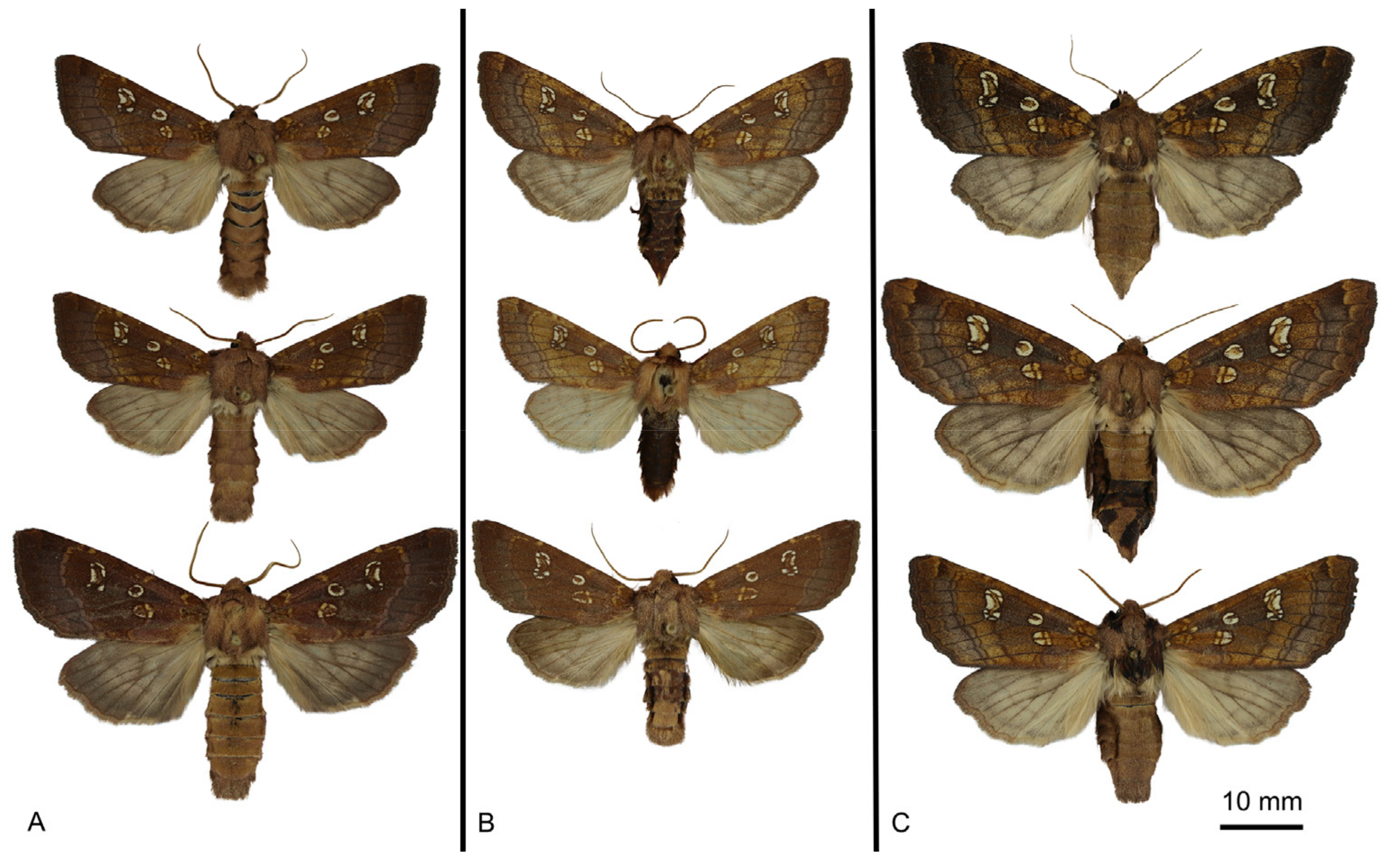 Diversity 16 00227 g002