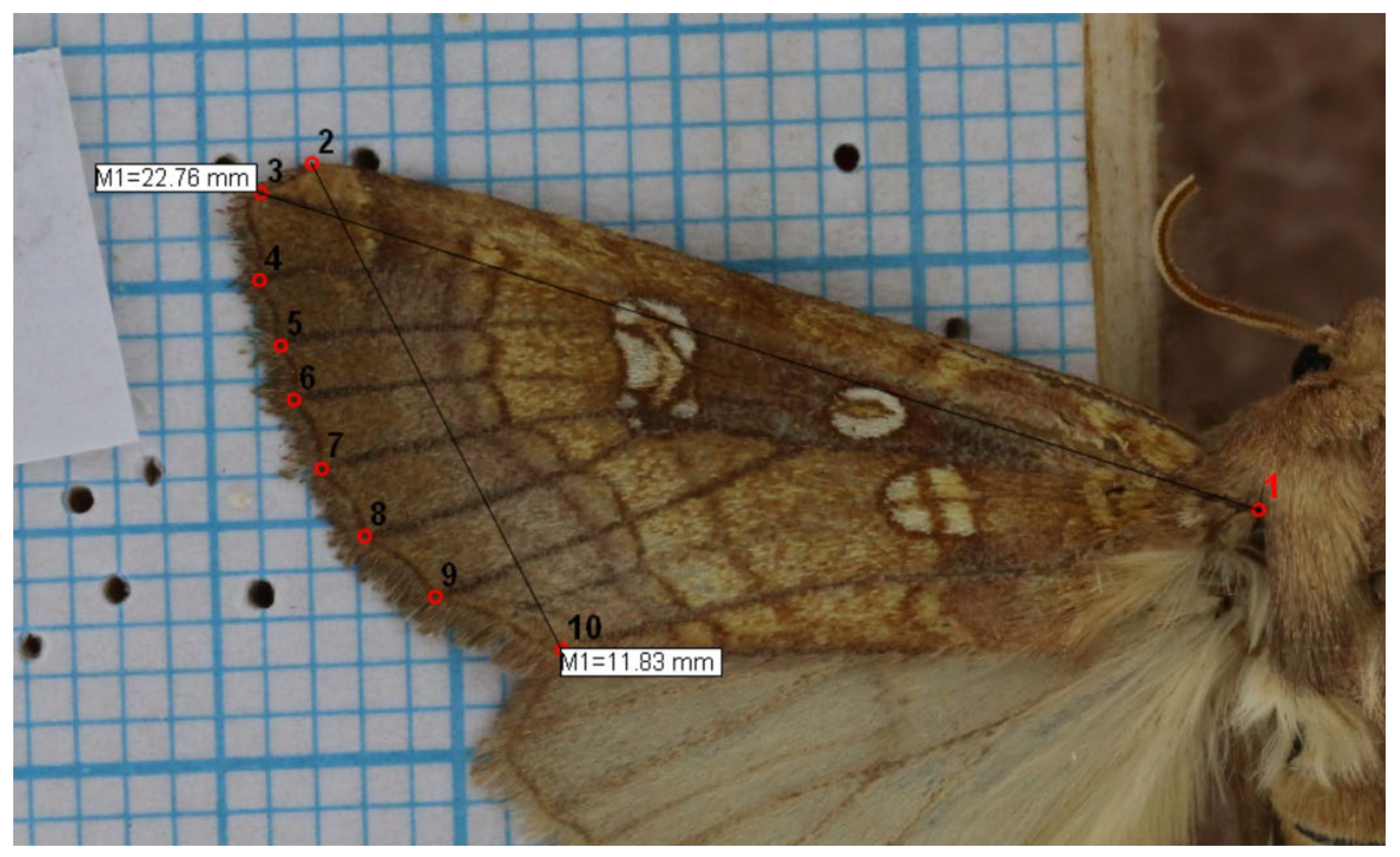 Diversity 16 00227 g003