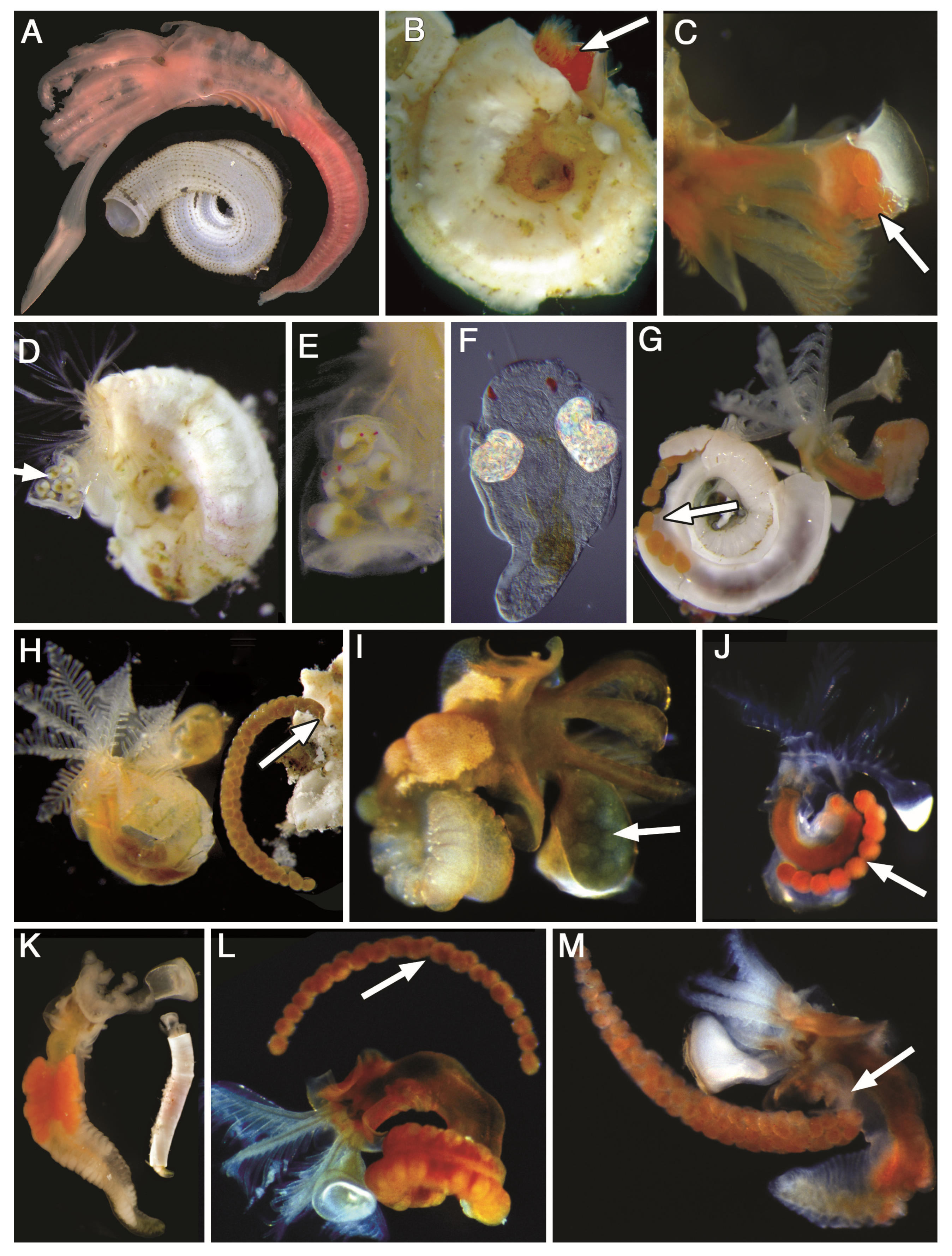 Diversity 16 00237 g001