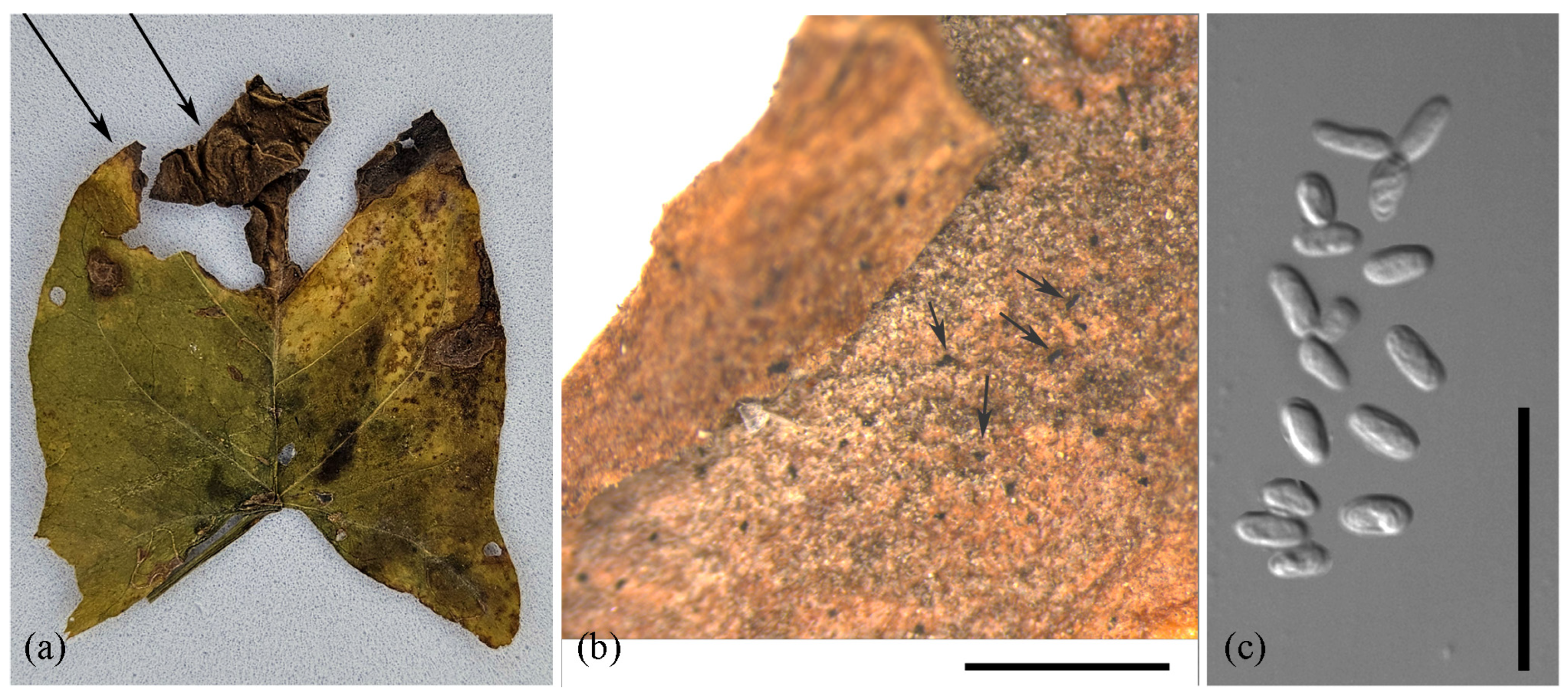 Diversity 16 00246 g003