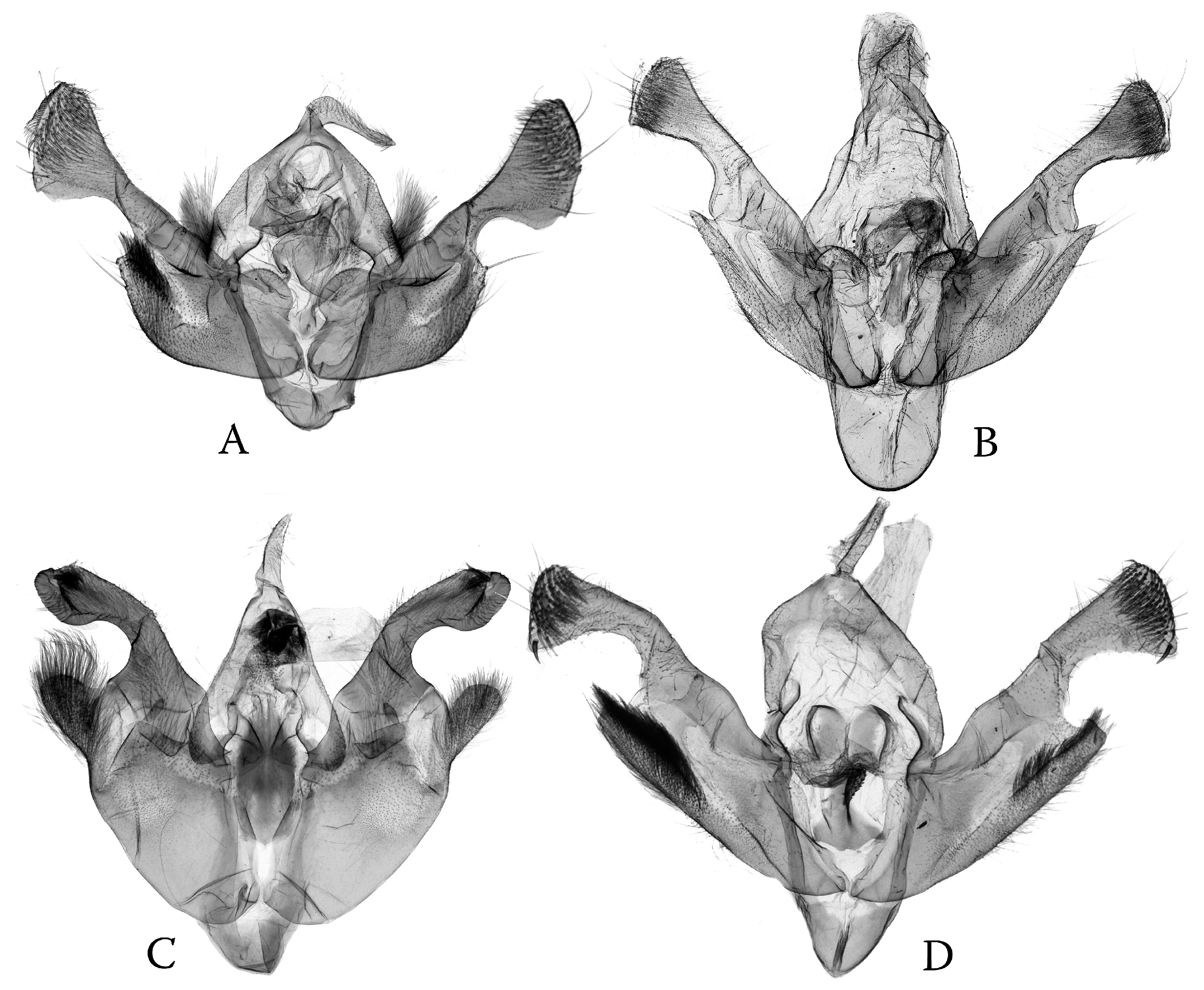 Diversity 16 00248 g002