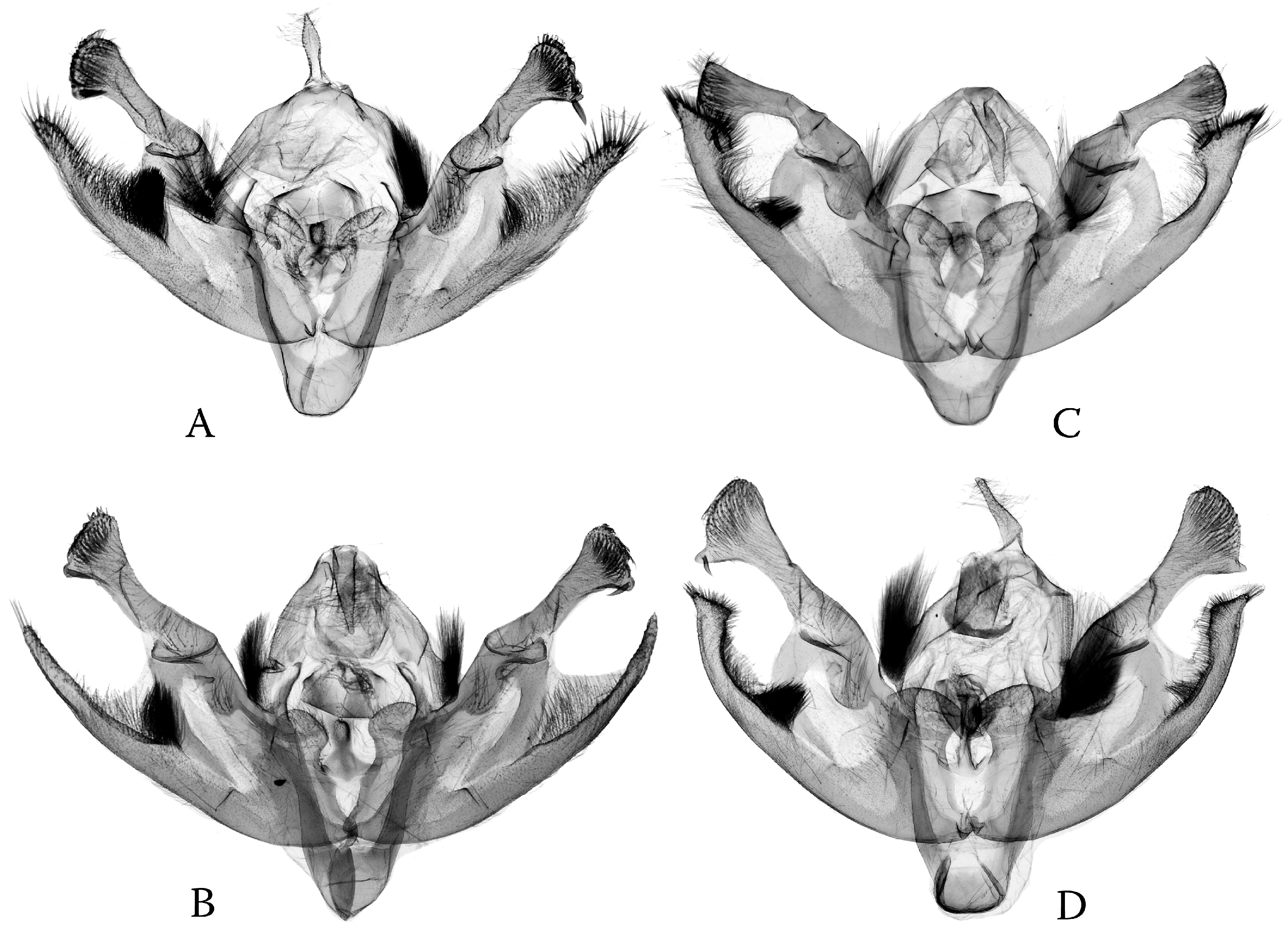 Diversity 16 00248 g003