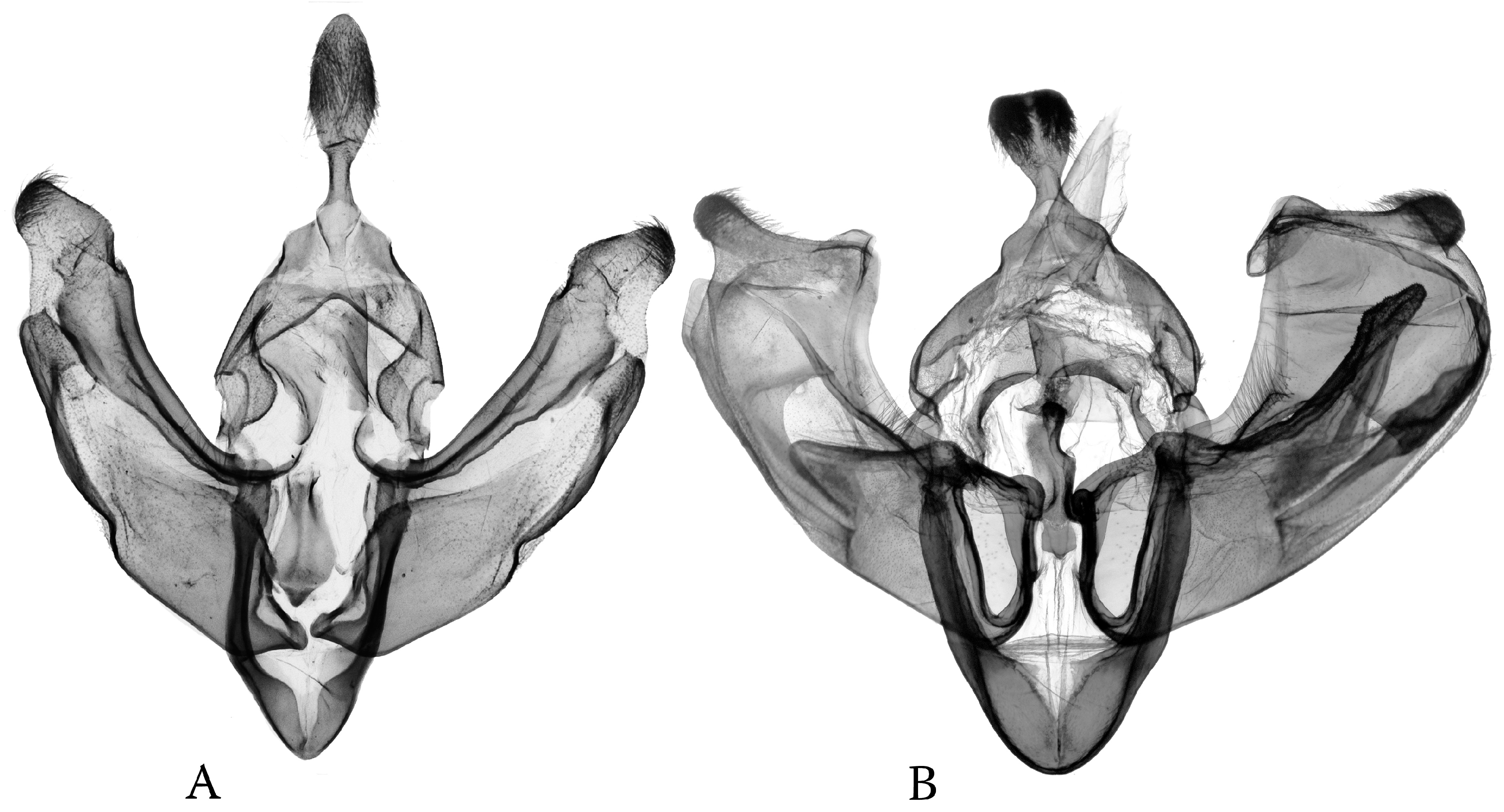 Diversity 16 00248 g008