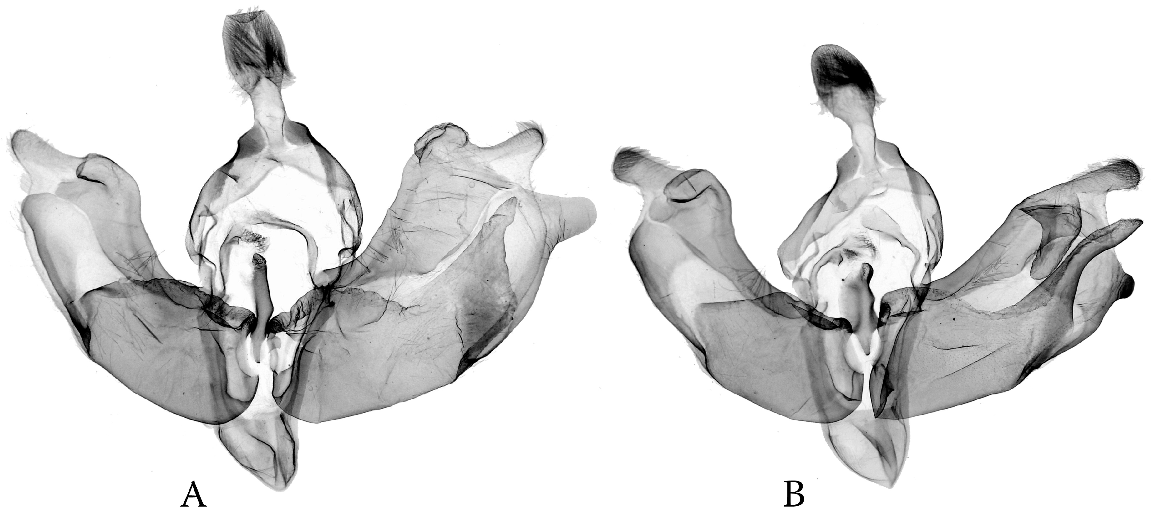 Diversity 16 00248 g011