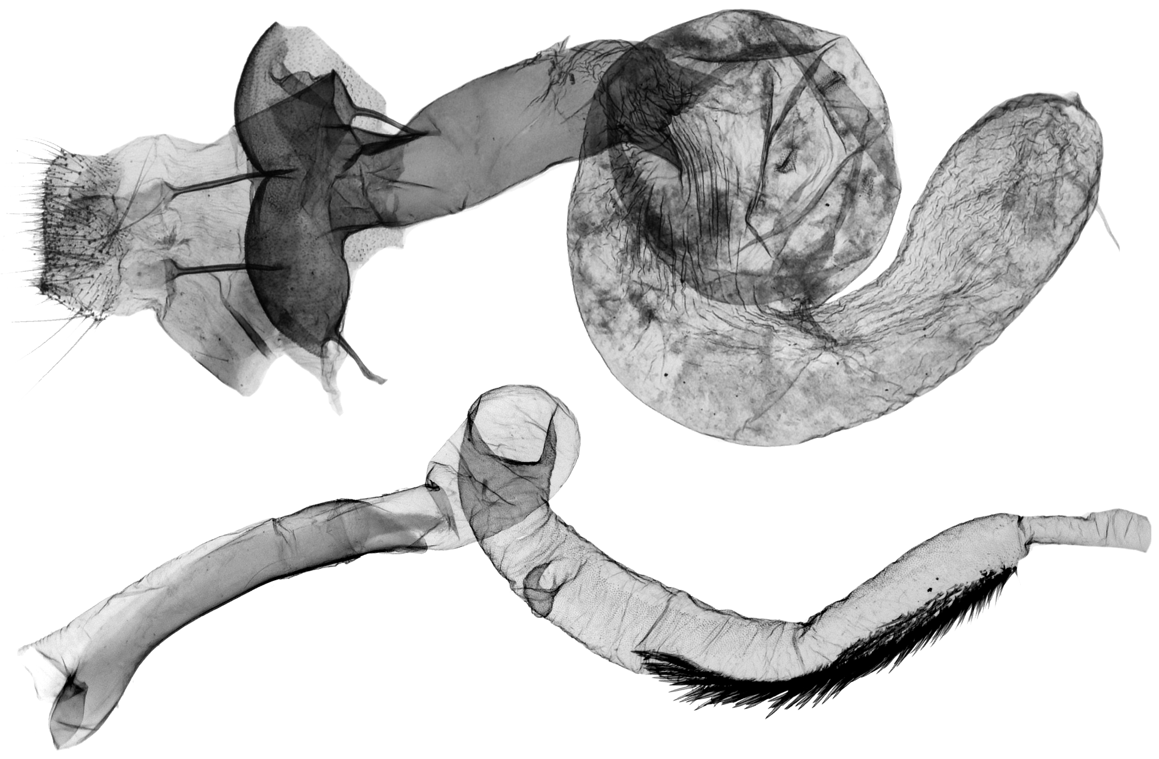 Diversity 16 00248 g015