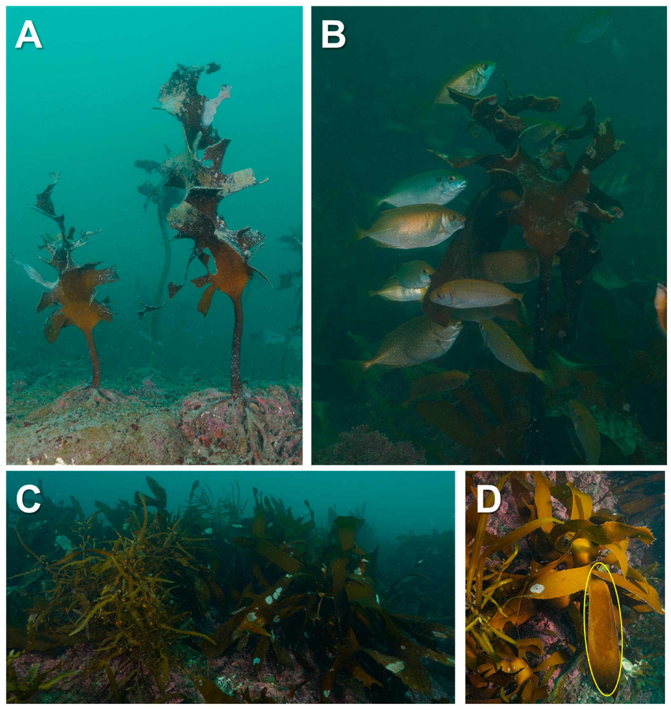 Diversity 16 00253 g002 Diversity 16 00253 g002