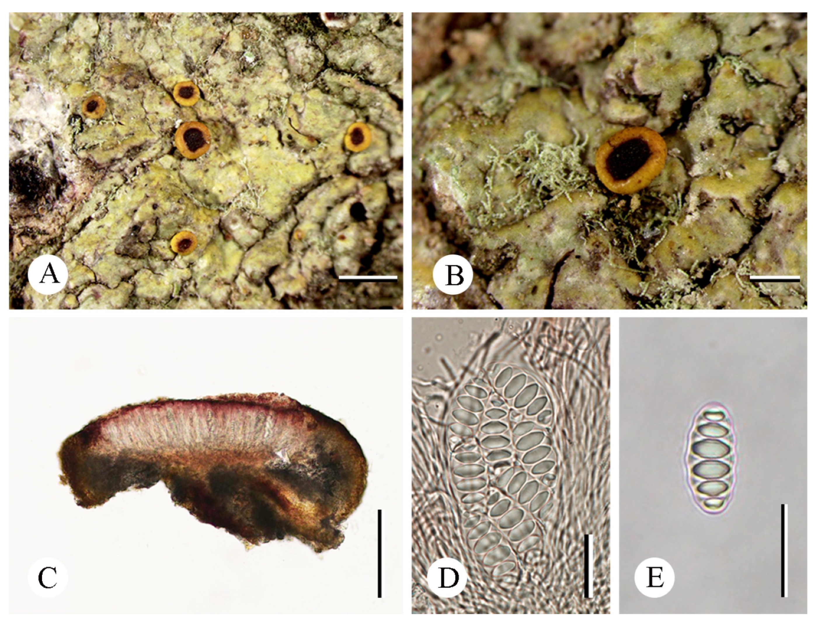 Diversity 16 00254 g004