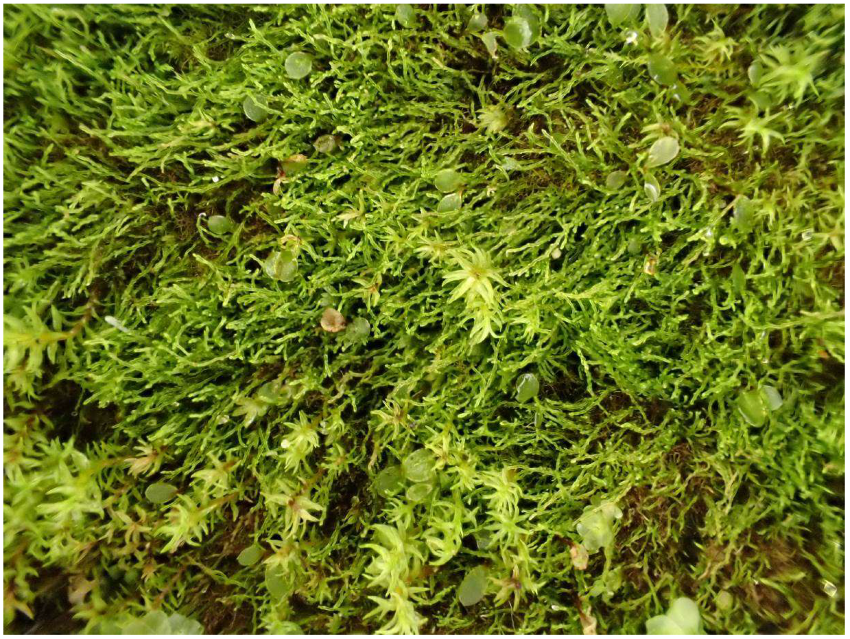 Diversity 16 00258 g002 Diversity 16 00258 g002