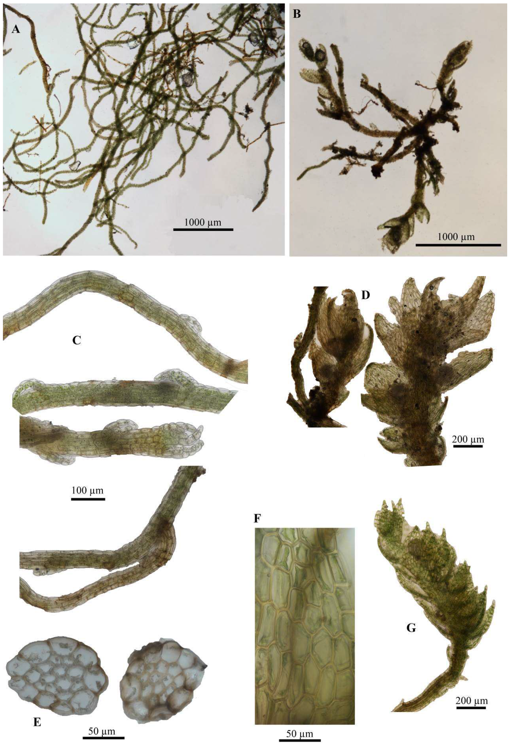 Diversity 16 00258 g003 Diversity 16 00258 g003