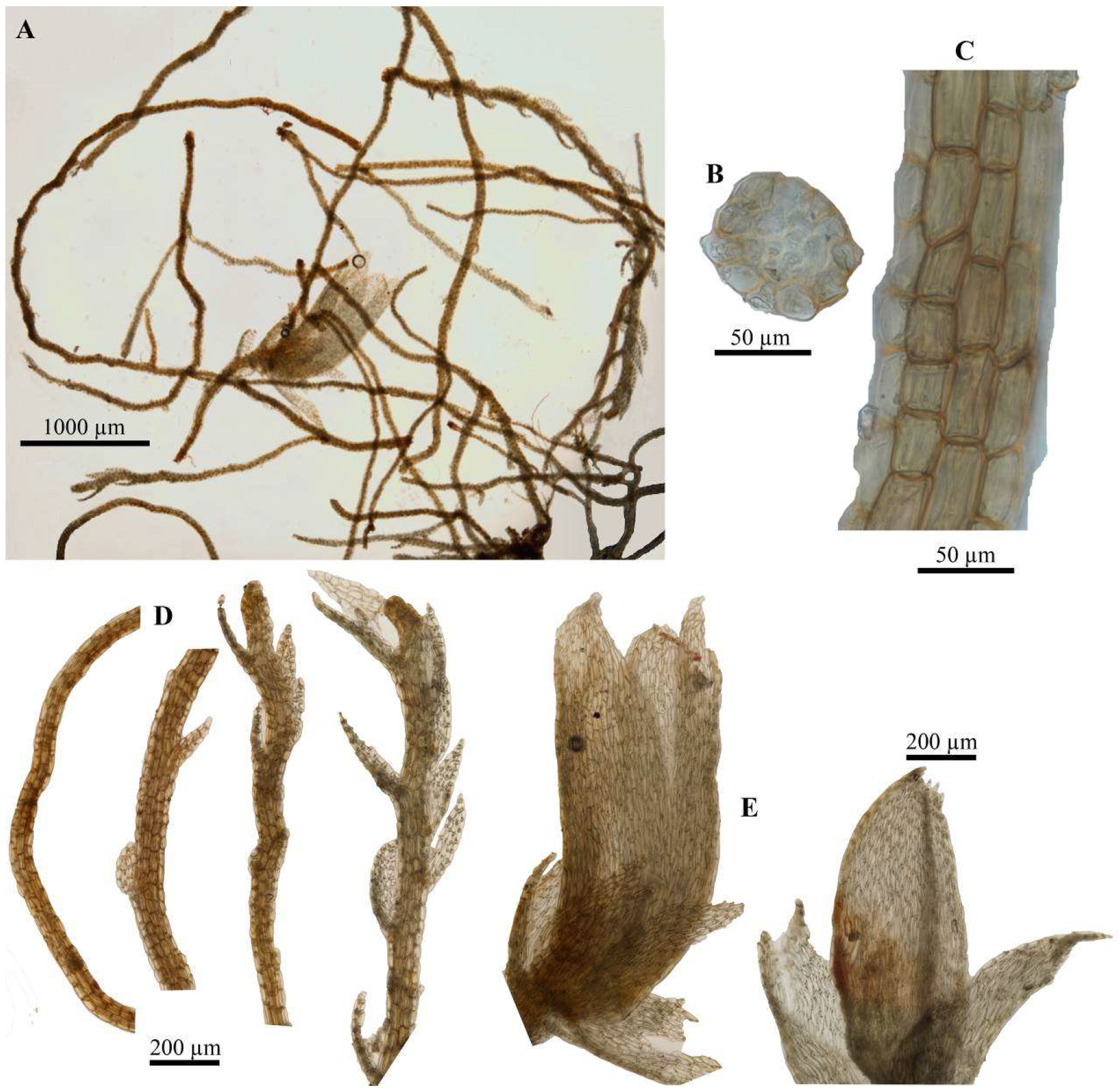 Diversity 16 00258 g004 Diversity 16 00258 g004