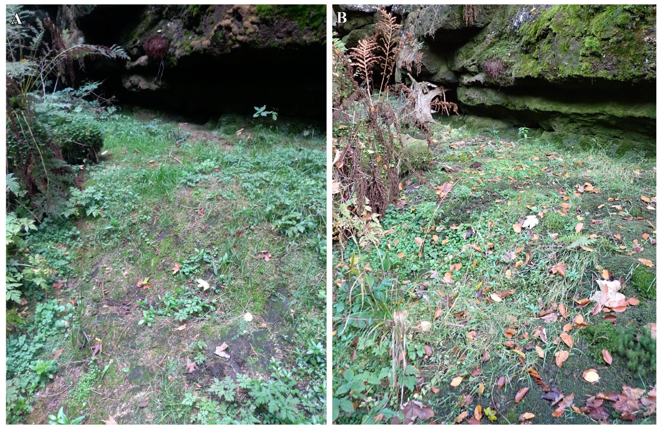 Diversity 16 00258 g007 Diversity 16 00258 g007