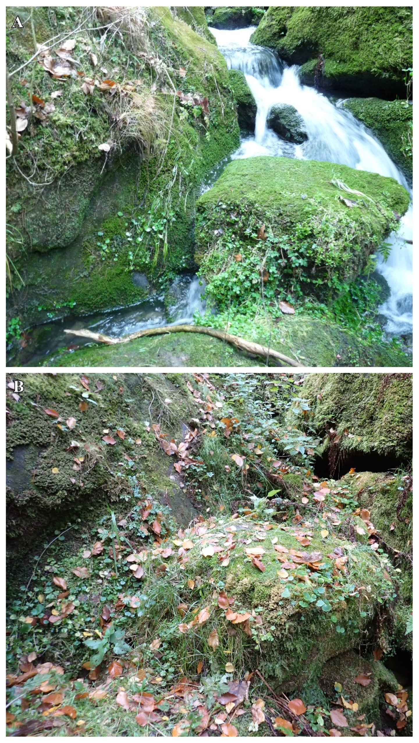 Diversity 16 00258 g008 Diversity 16 00258 g008