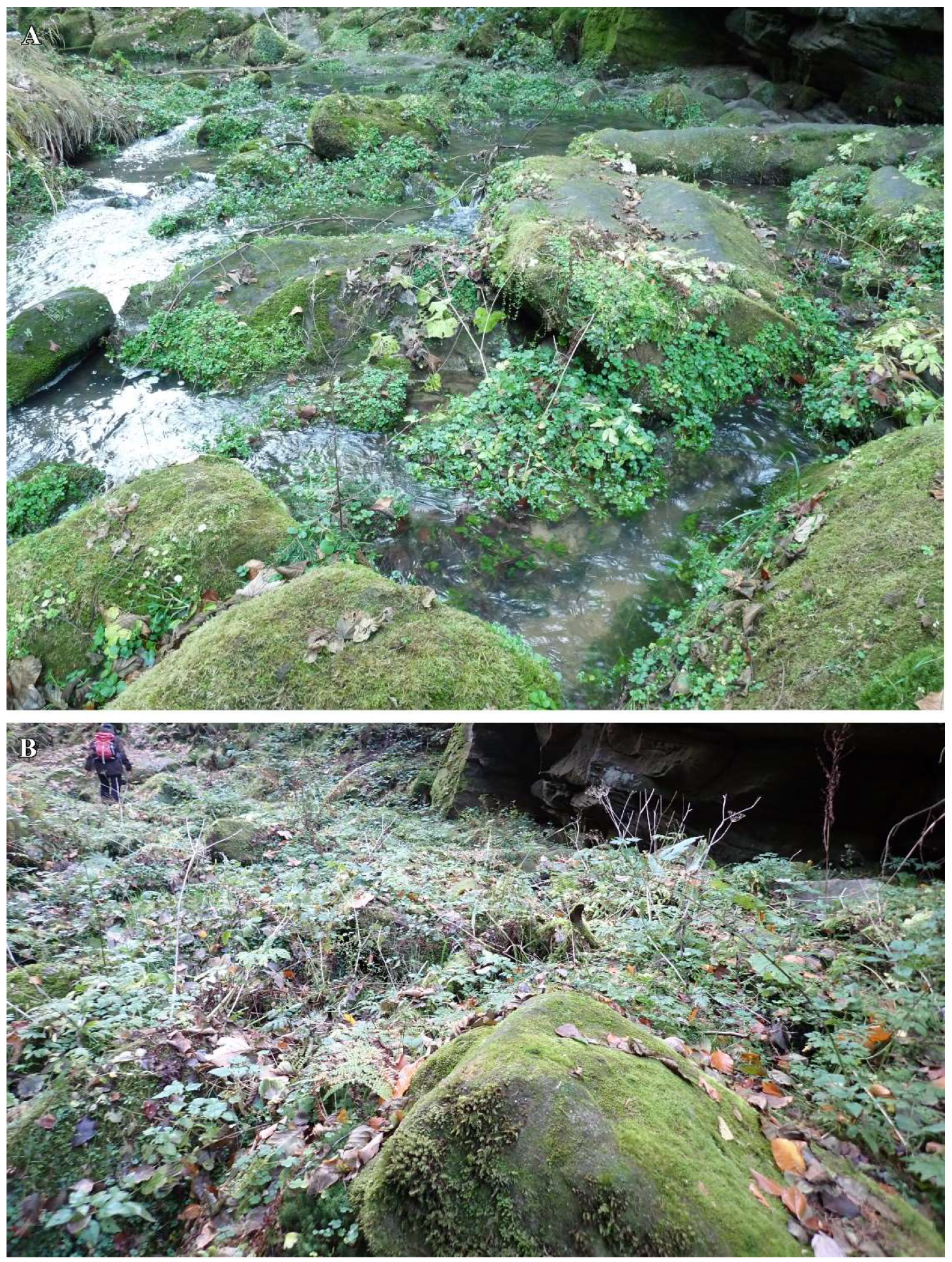 Diversity 16 00258 g009 Diversity 16 00258 g009