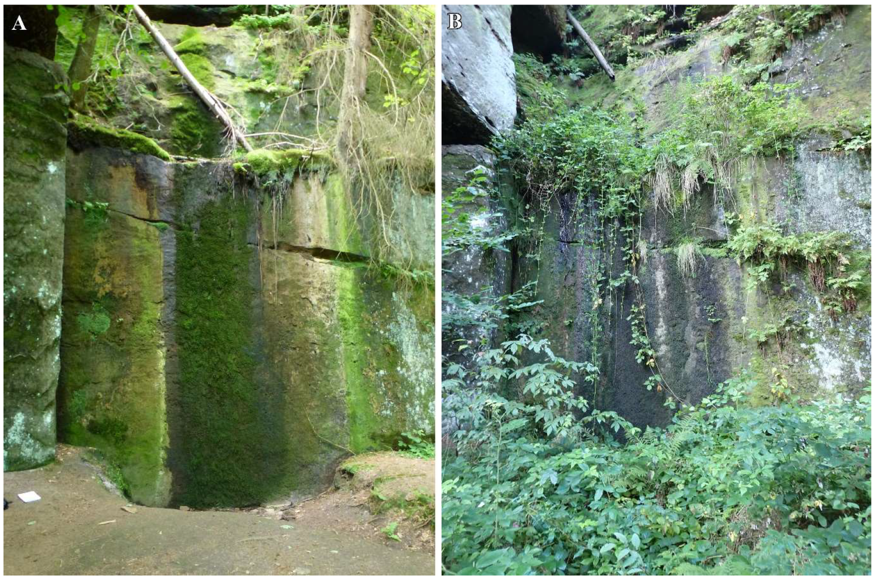 Diversity 16 00258 g010 Diversity 16 00258 g010